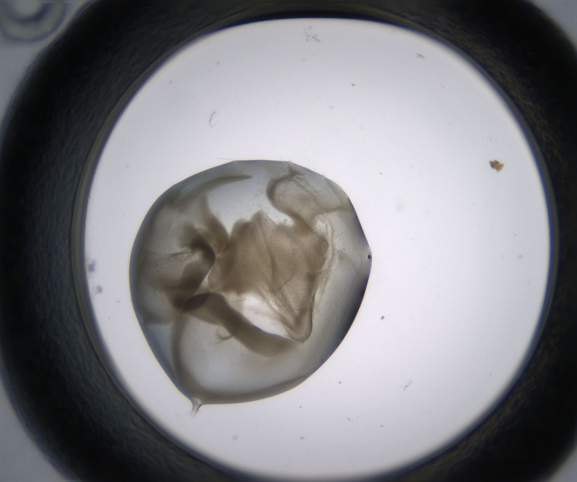 B10_HighResolution_Precipitate_2.jpg