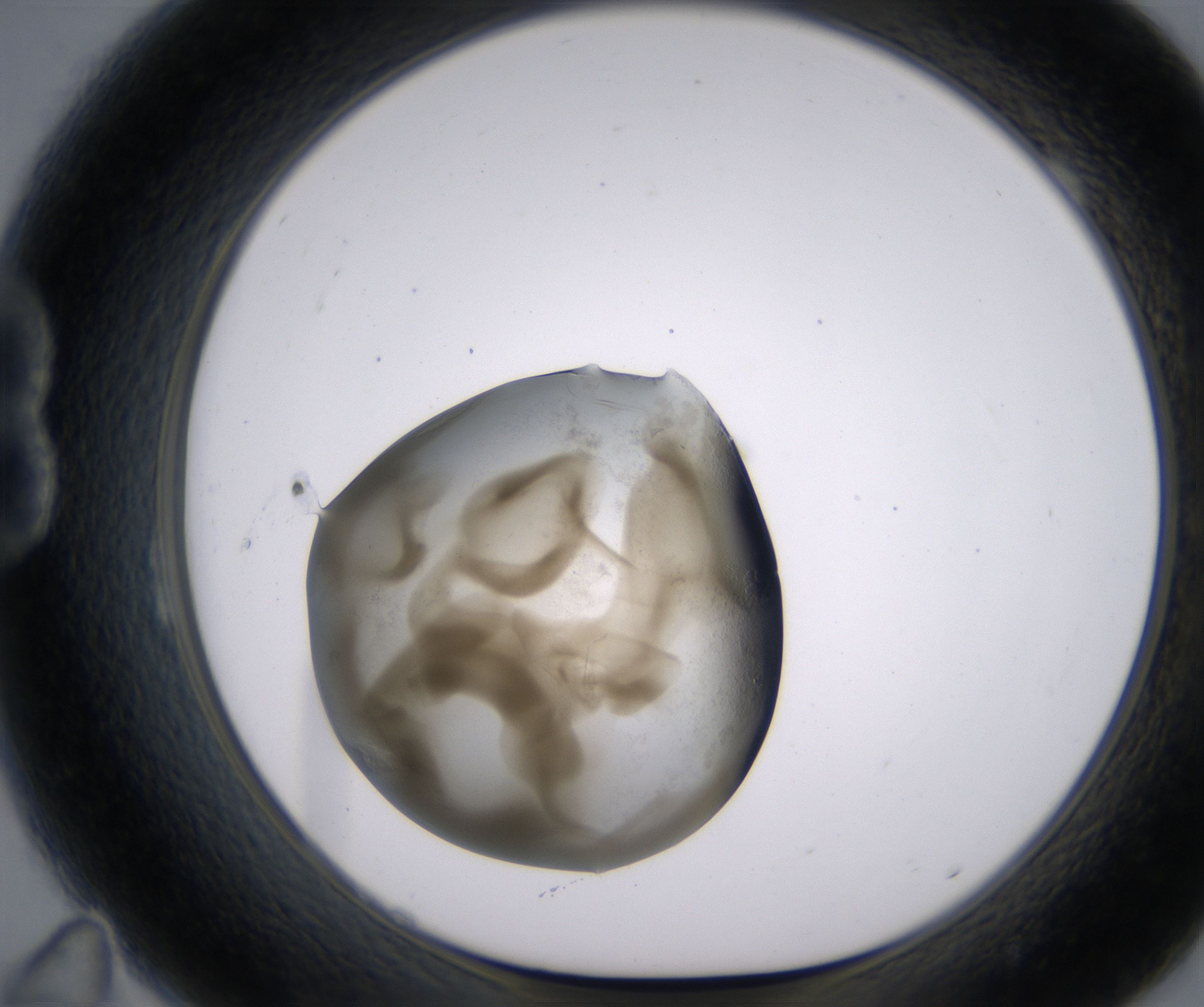 B11_HighResolution_Precipitate_1.jpg