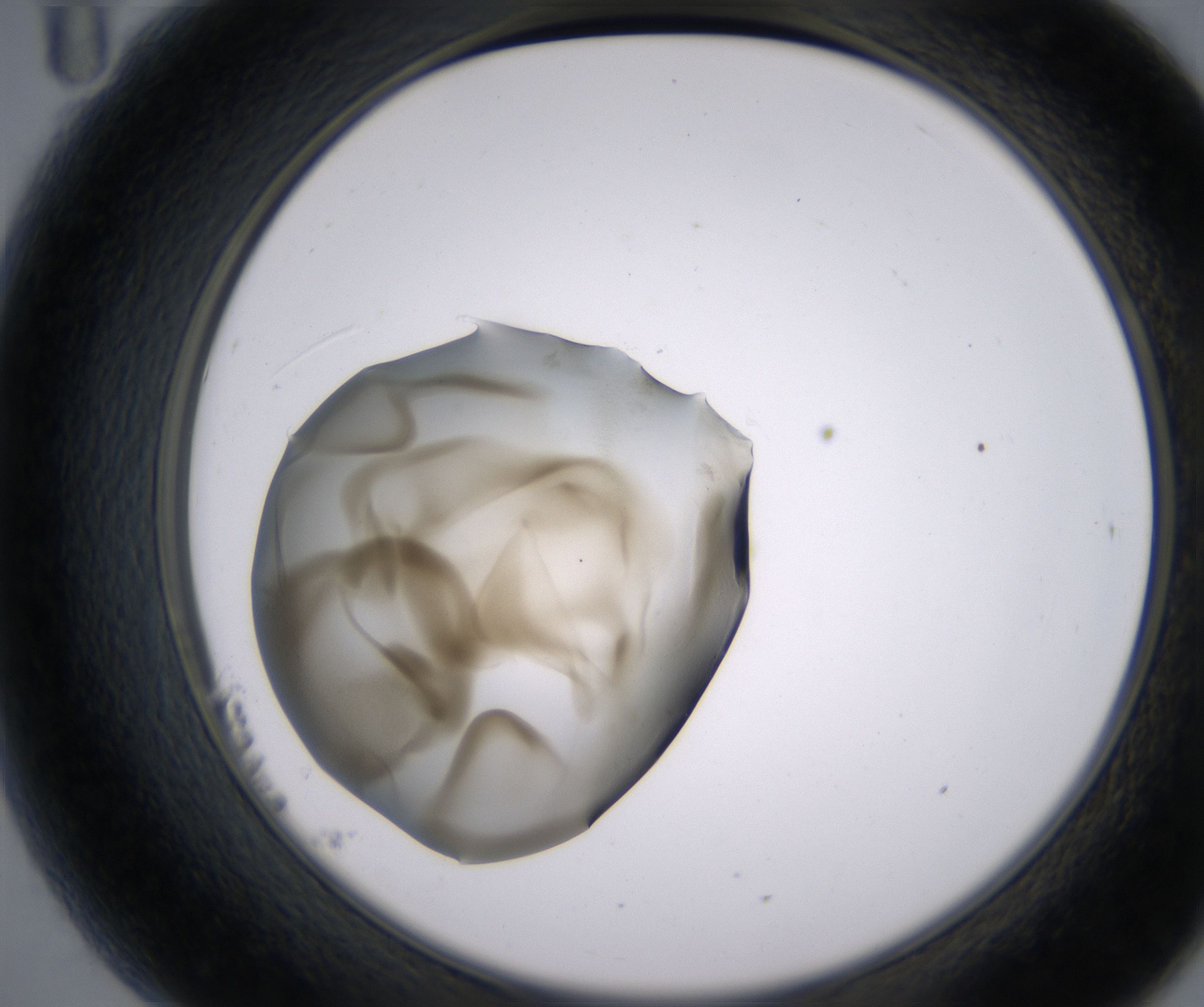 B11_HighResolution_Precipitate_2.jpg