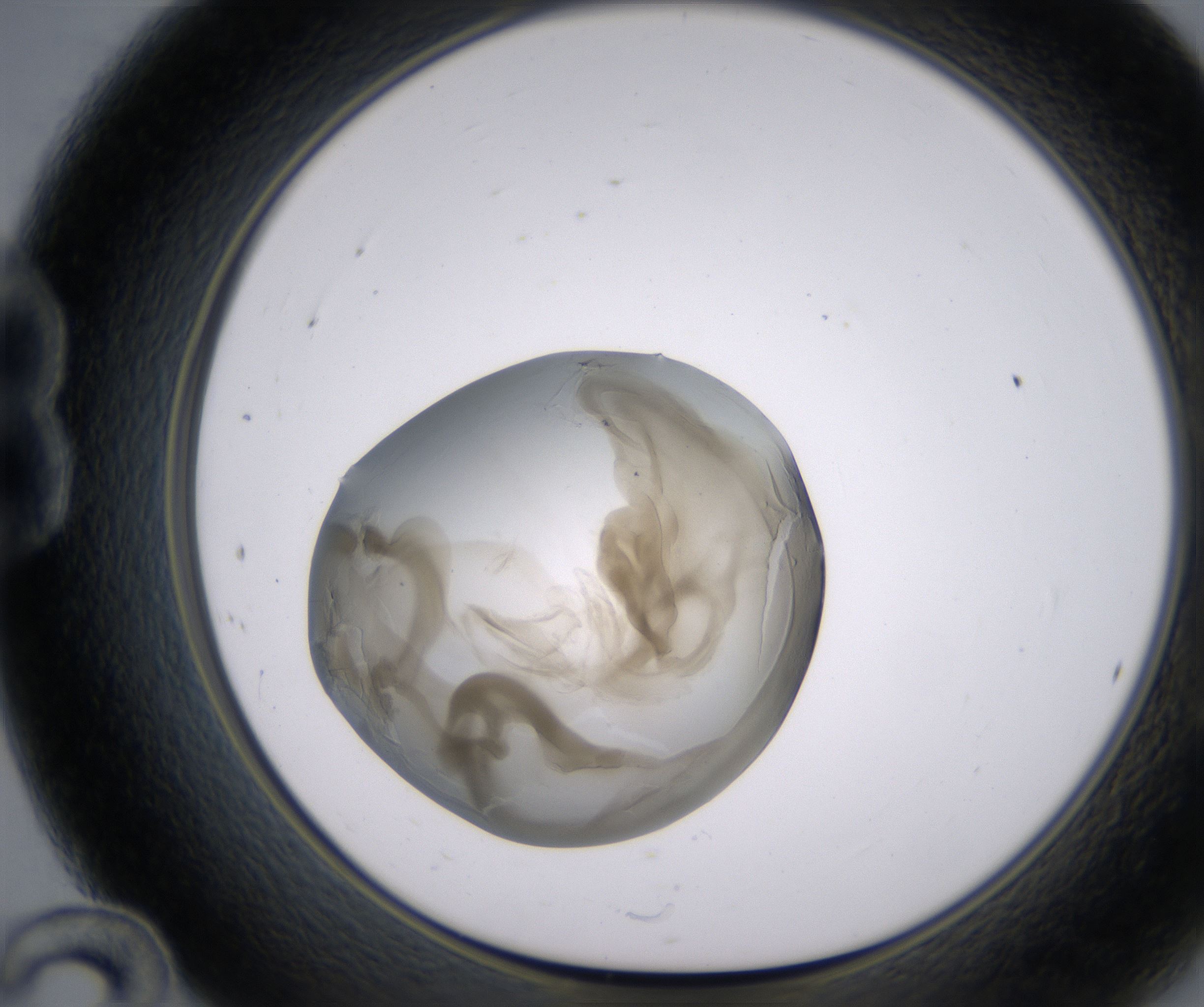 B12_HighResolution_Precipitate_1.jpg