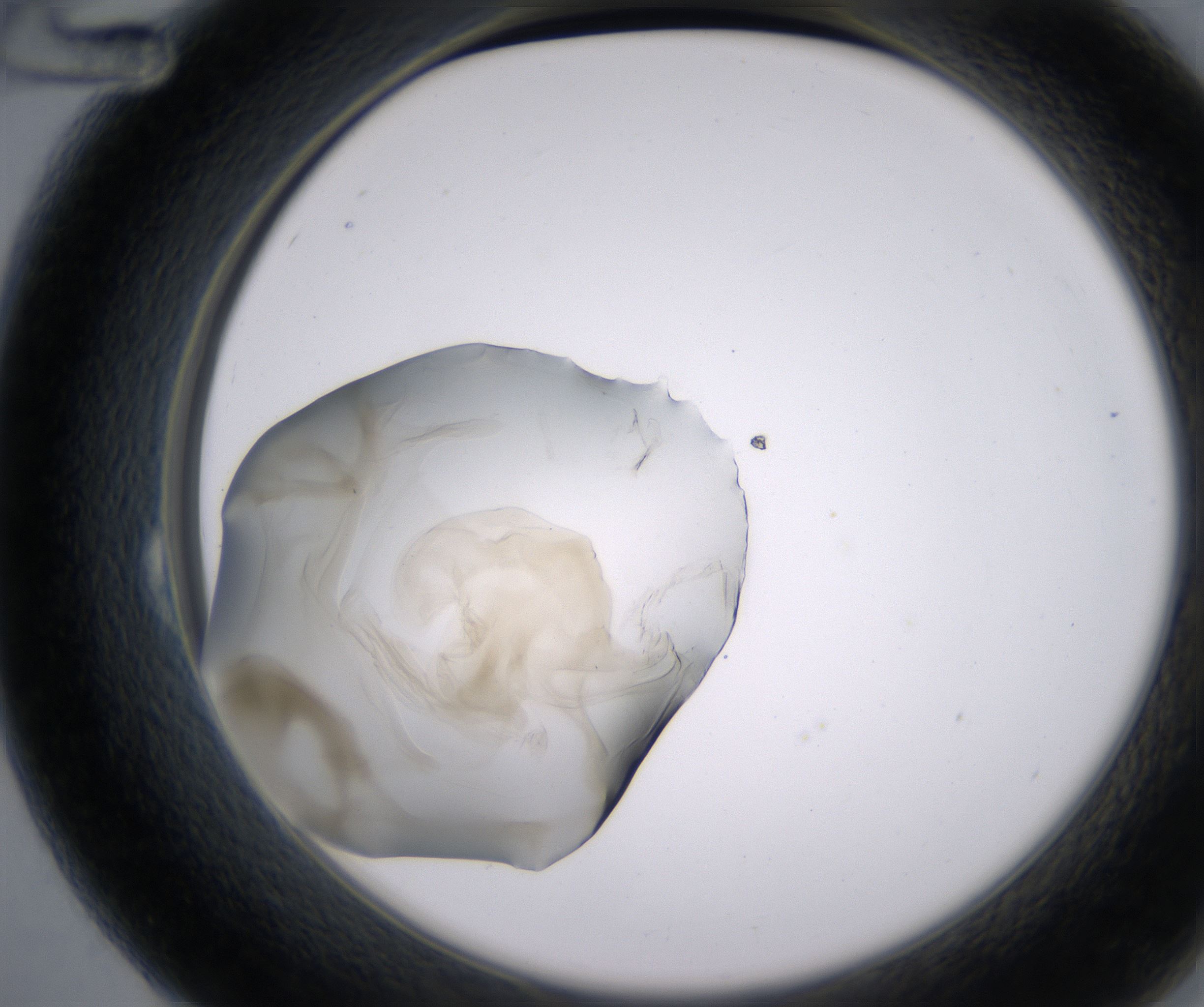 B12_HighResolution_Precipitate_2.jpg