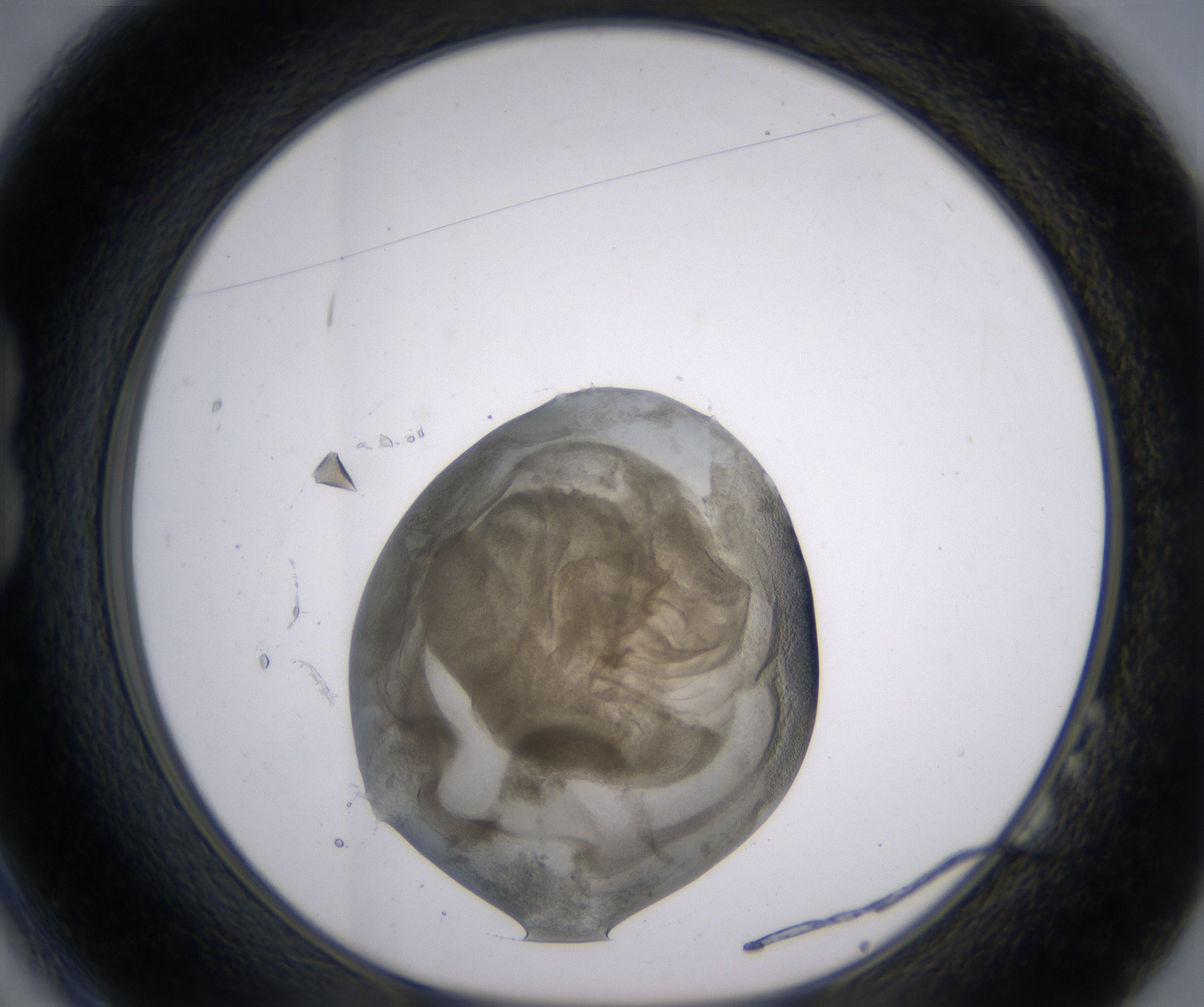B2_HighResolution_Precipitate_1.jpg
