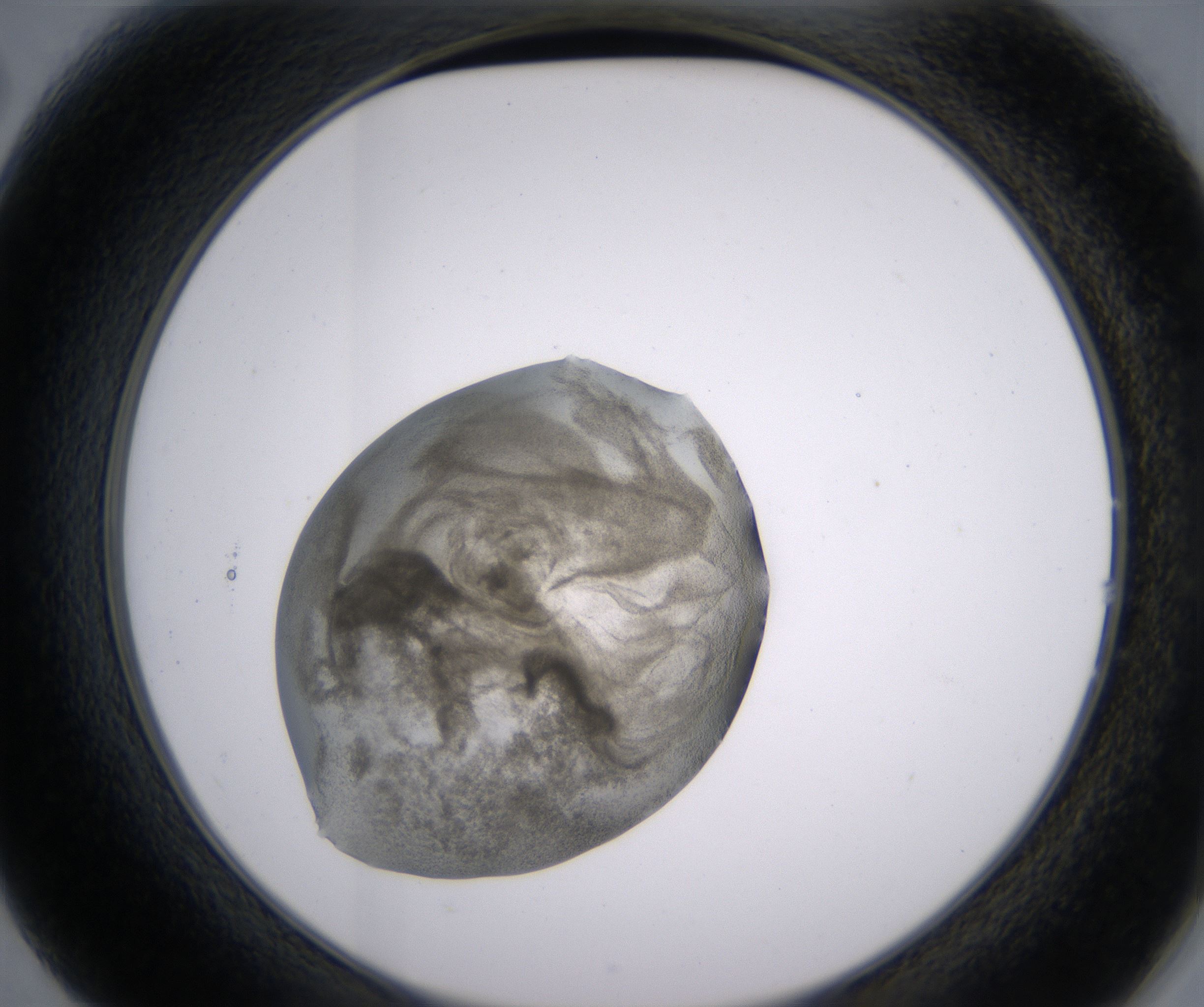 B2_HighResolution_Precipitate_2.jpg