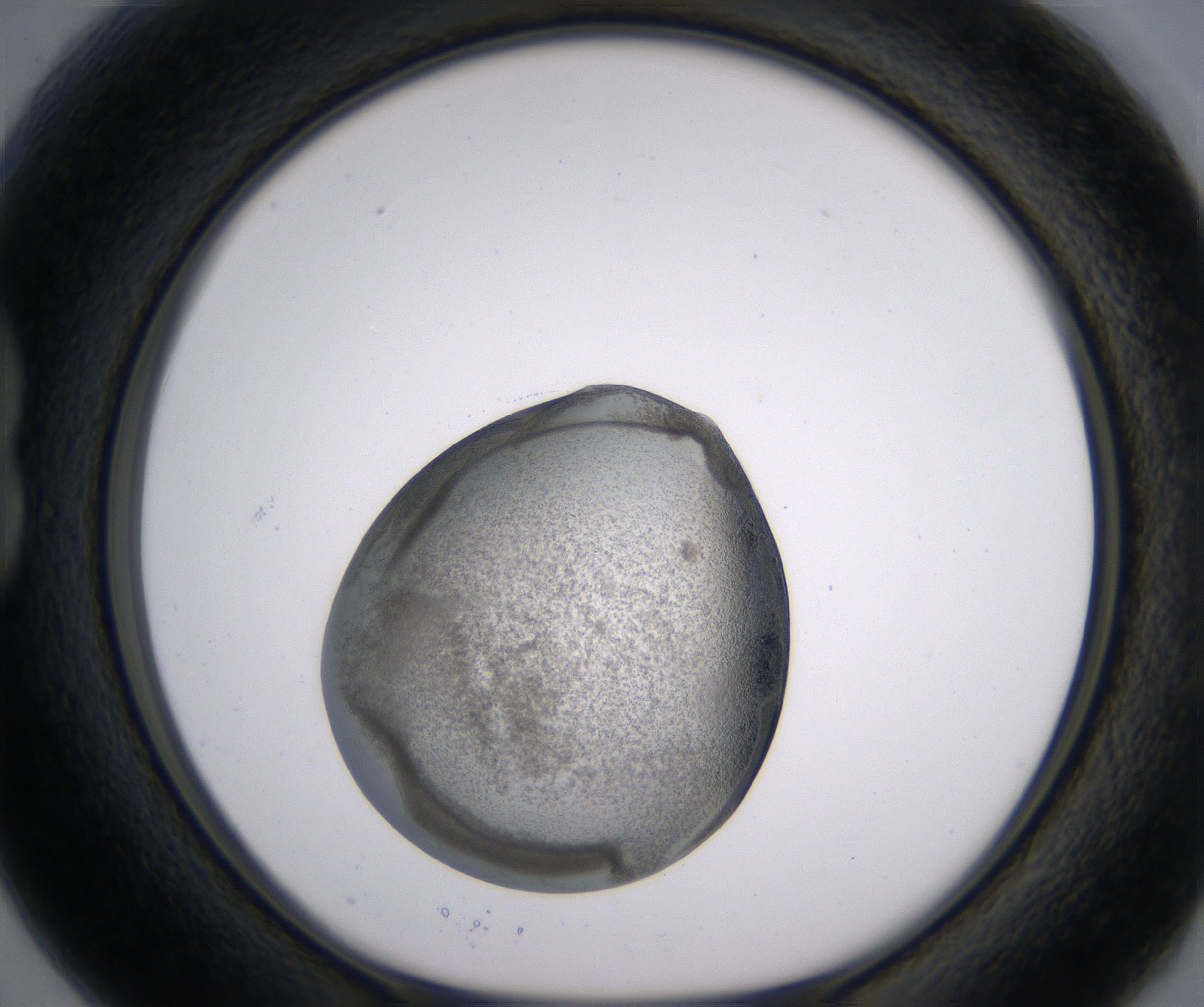 B3_HighResolution_Precipitate_1.jpg