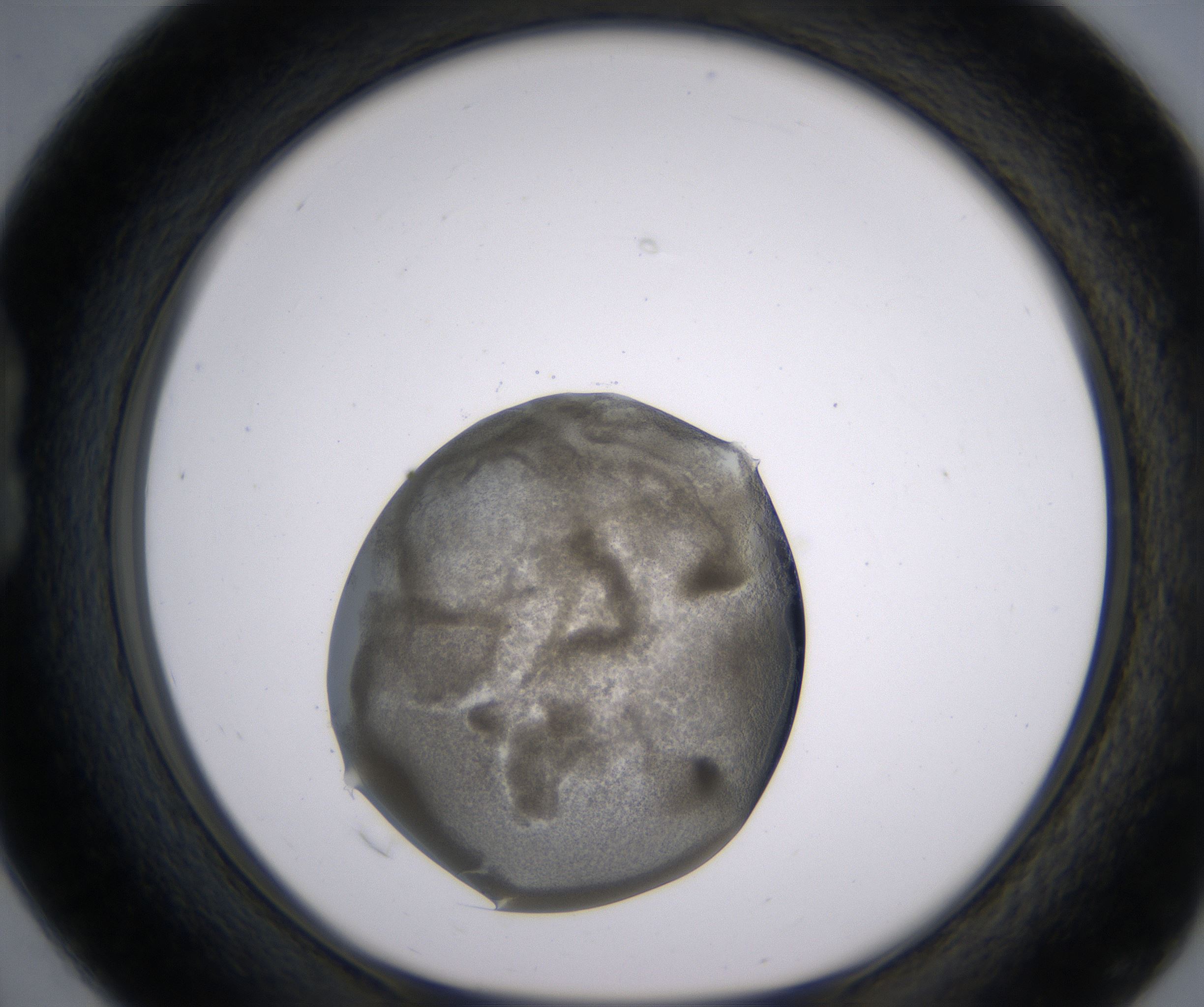 B4_HighResolution_Precipitate_1.jpg