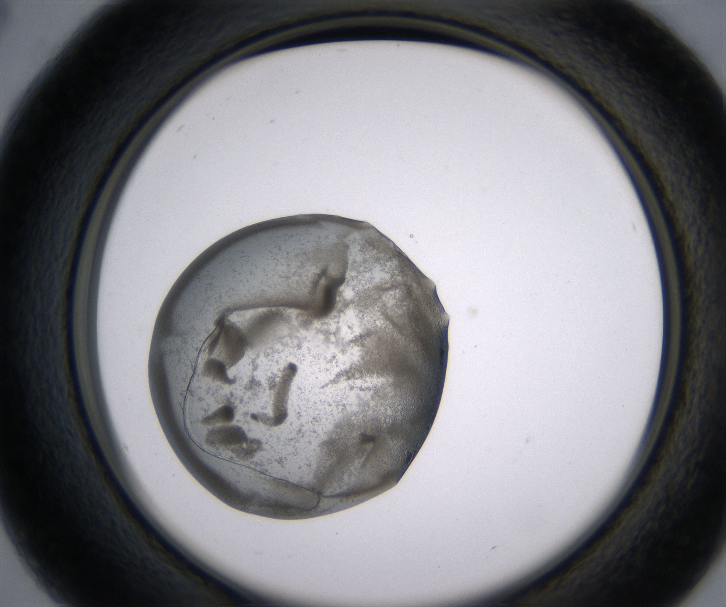 B4_HighResolution_Precipitate_2.jpg