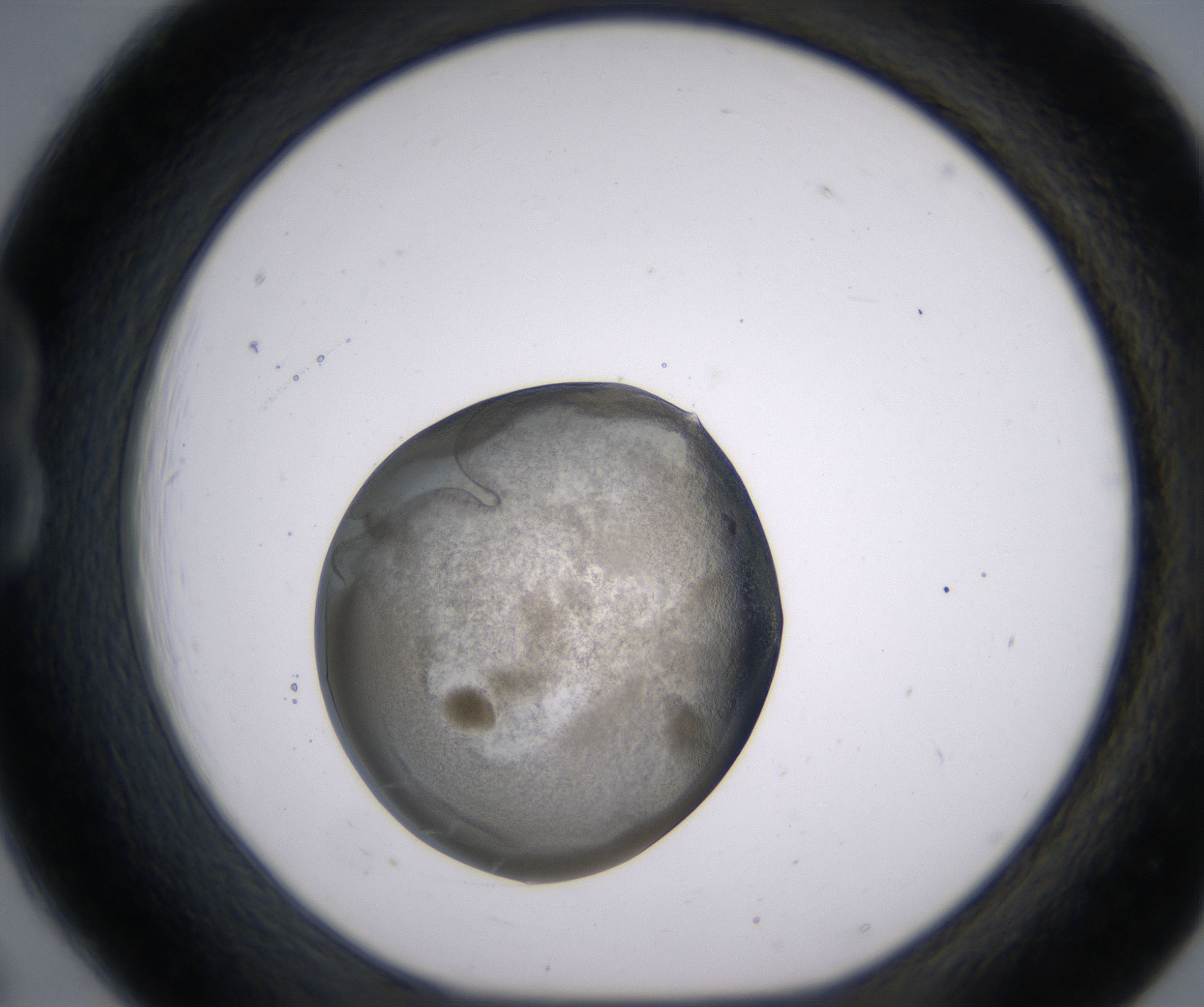 B6_HighResolution_Precipitate_1.jpg
