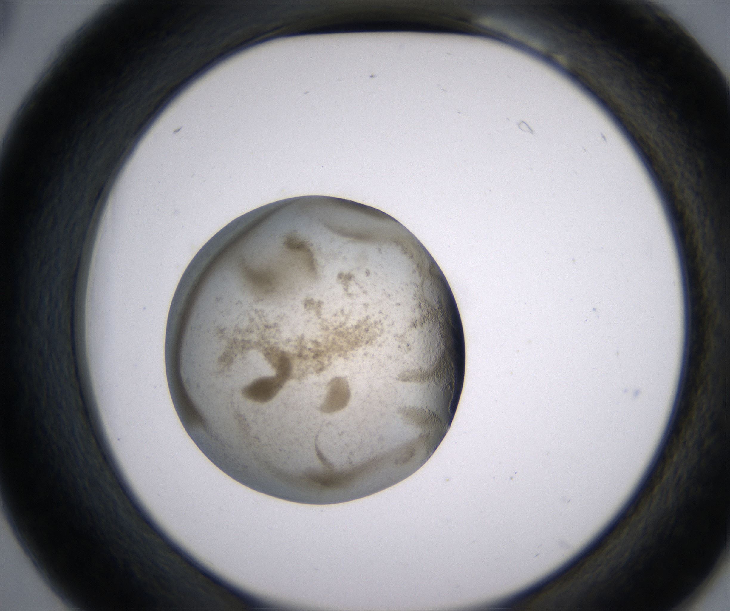 B6_HighResolution_Precipitate_2.jpg