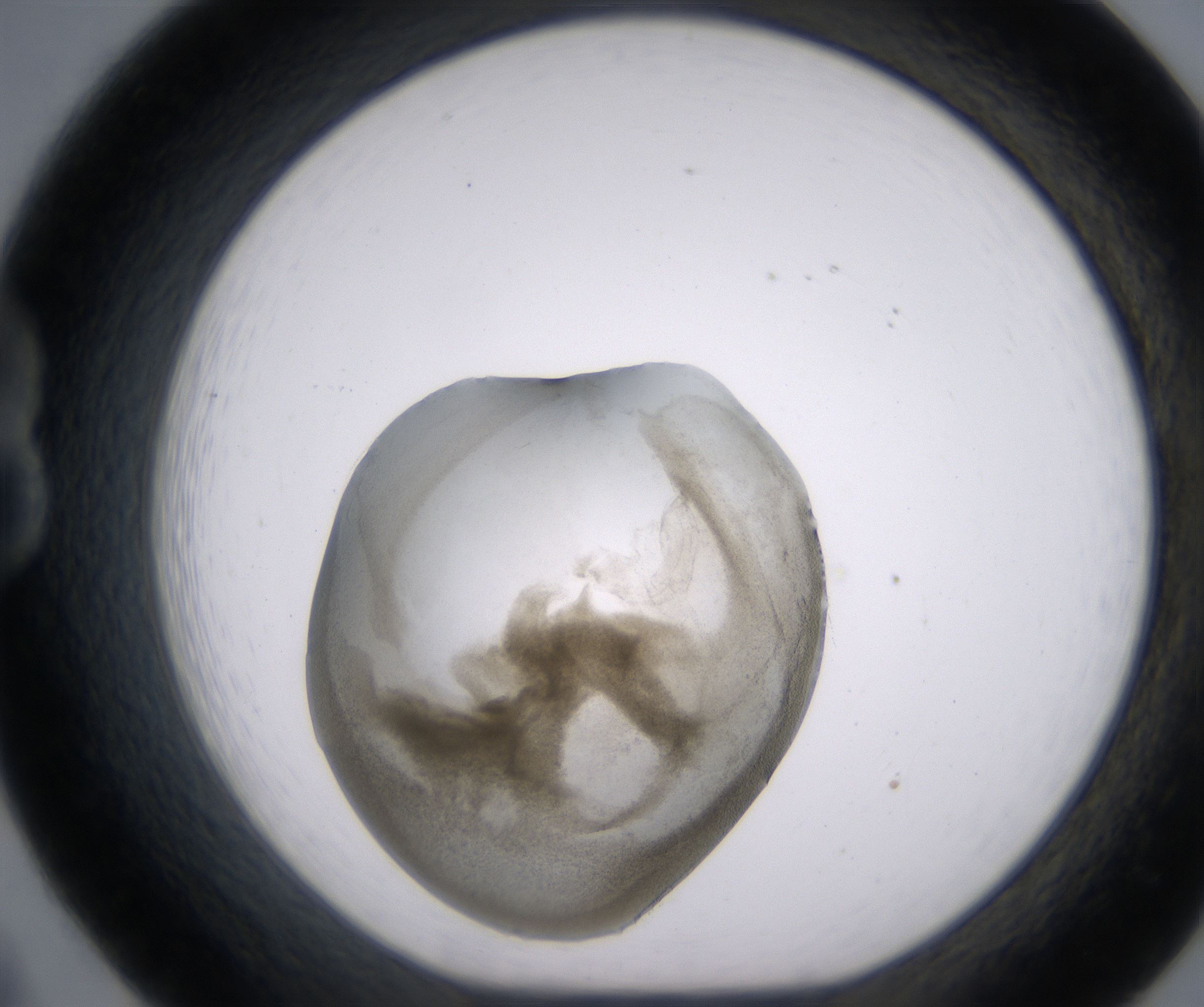 B8_HighResolution_Precipitate_1.jpg