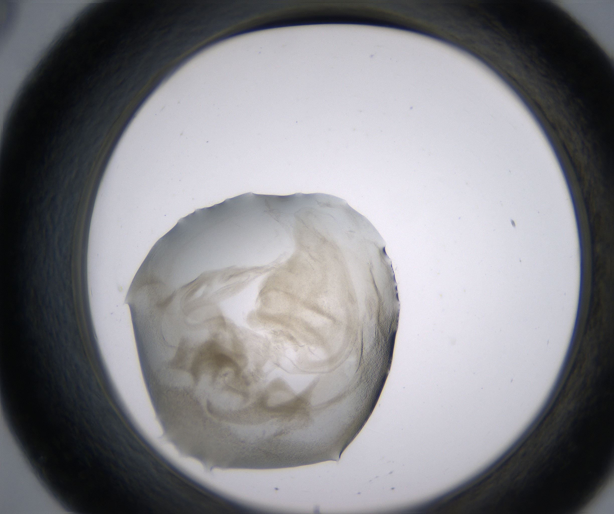 B8_HighResolution_Precipitate_2.jpg