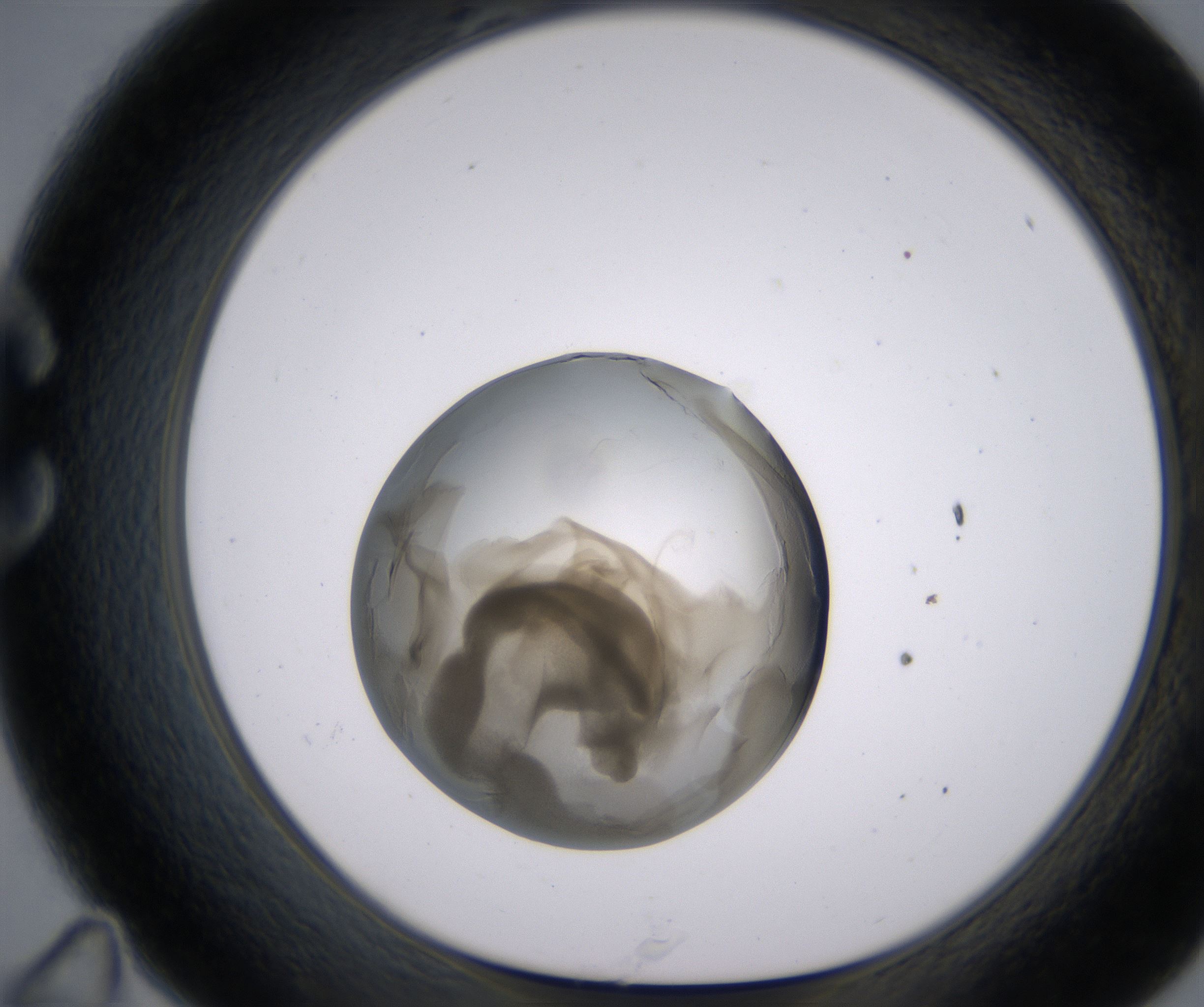 C11_HighResolution_Precipitate_1.jpg