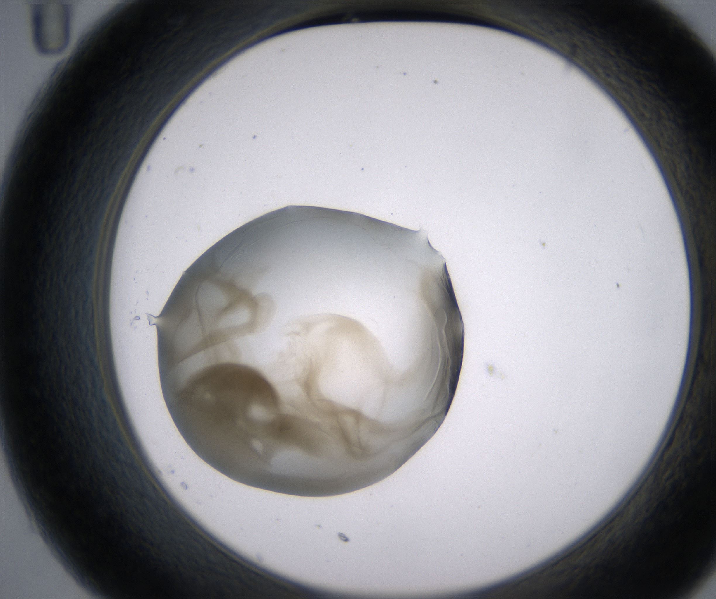 C11_HighResolution_Precipitate_2.jpg