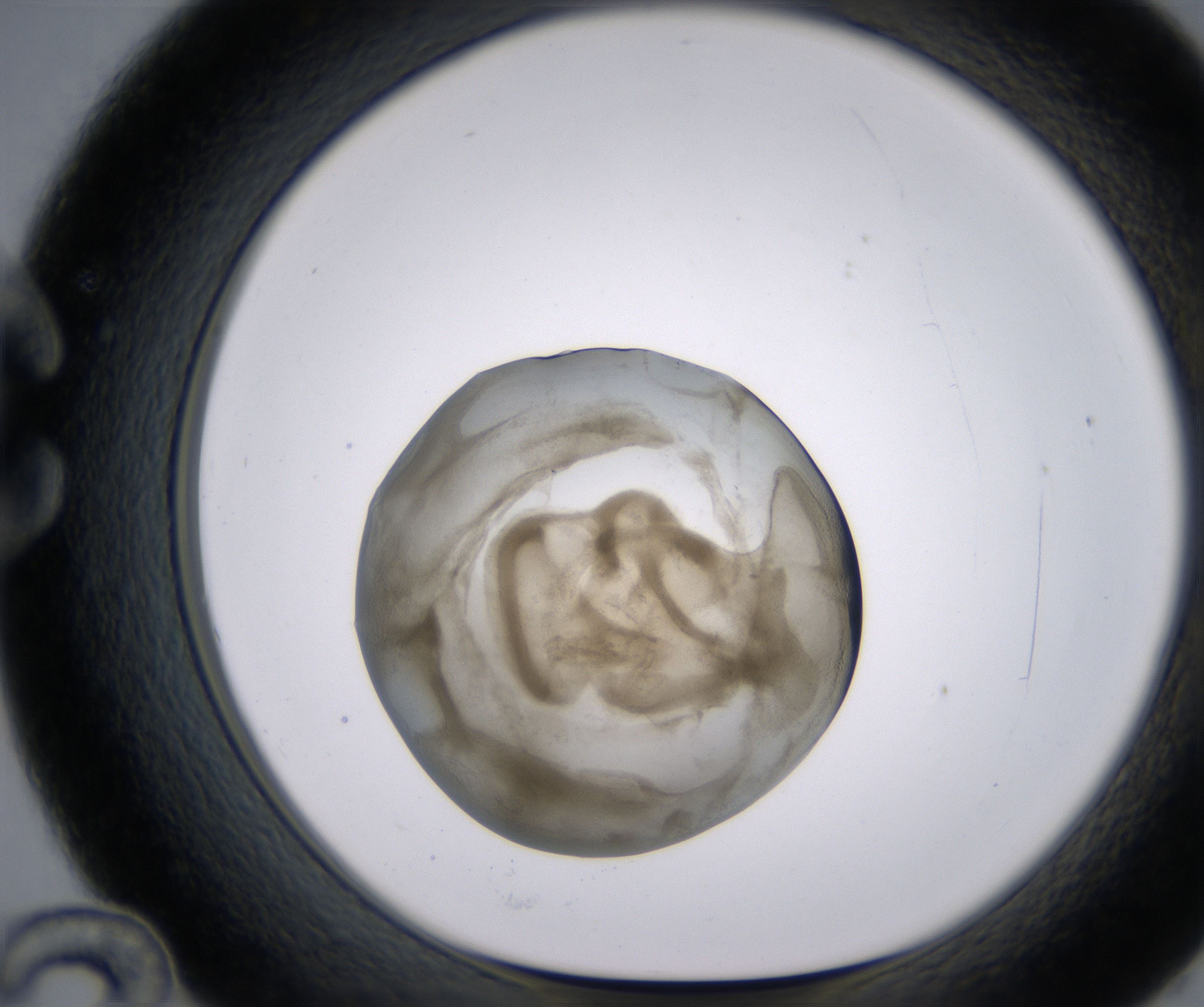 C12_HighResolution_Precipitate_1.jpg