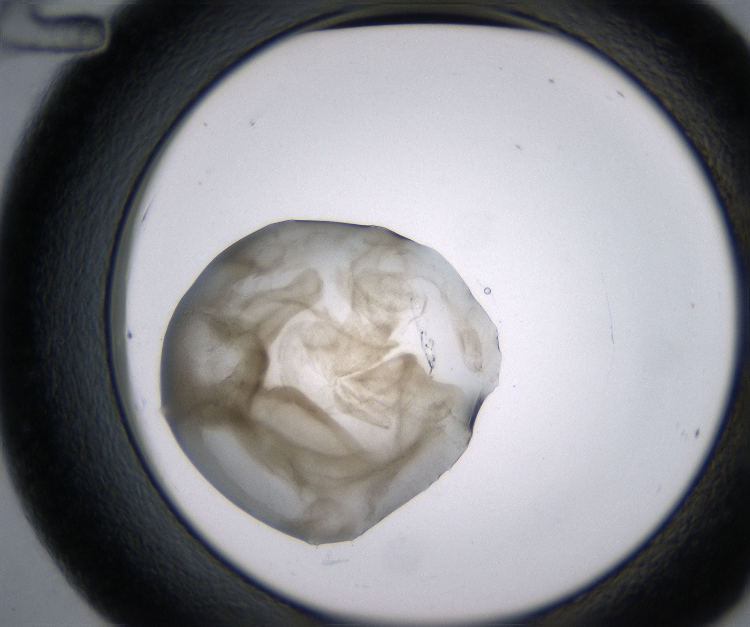 C12_HighResolution_Precipitate_2.jpg