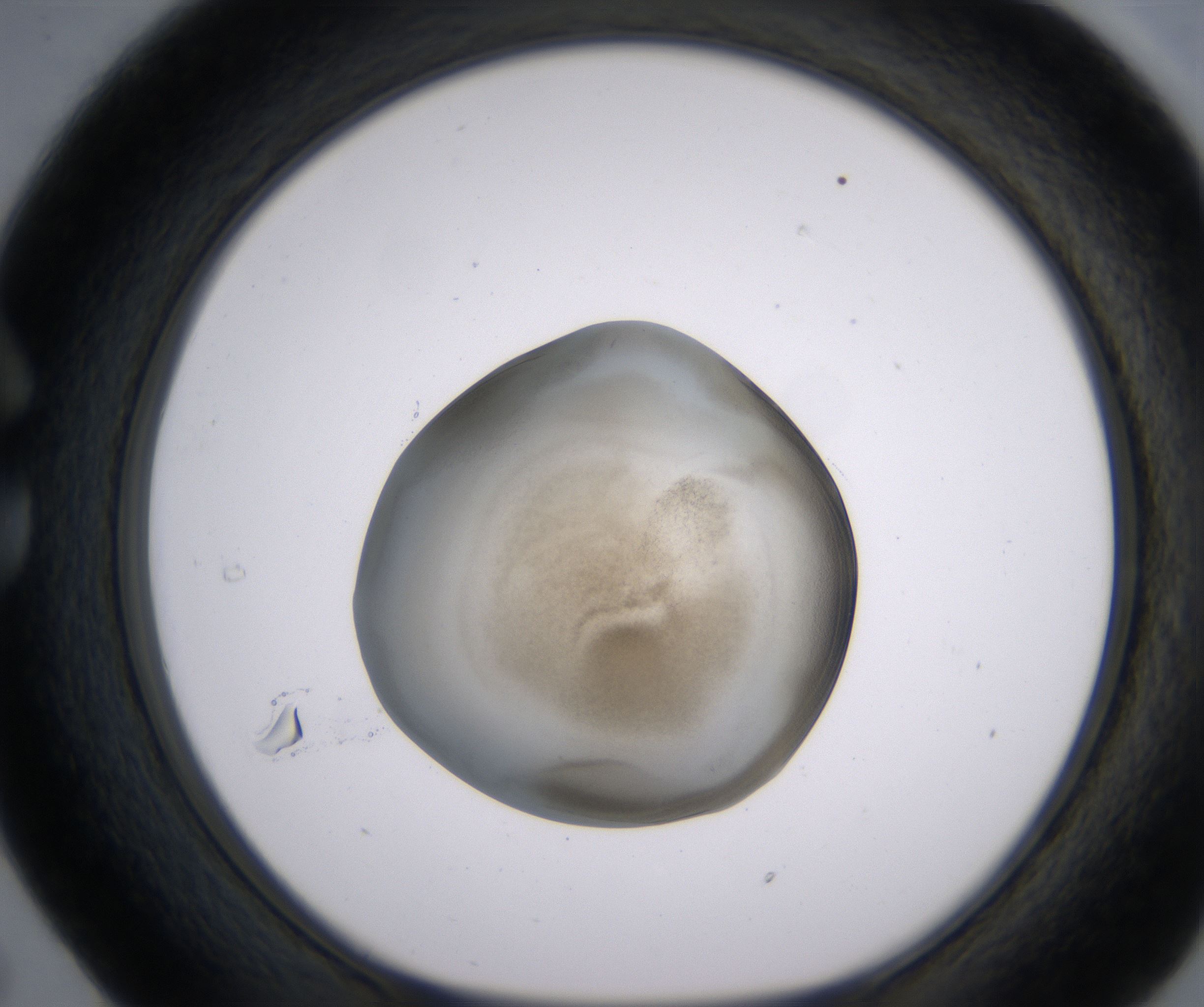 C5_HighResolution_Precipitate_1.jpg