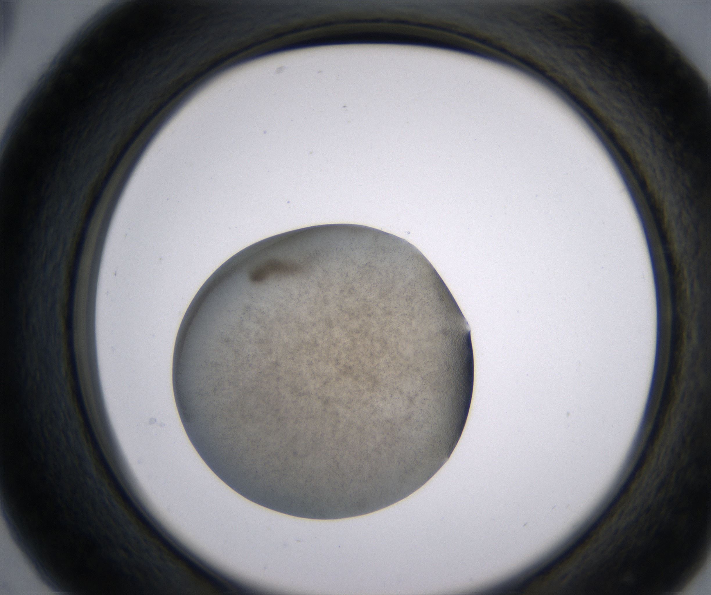 C5_HighResolution_Precipitate_2.jpg