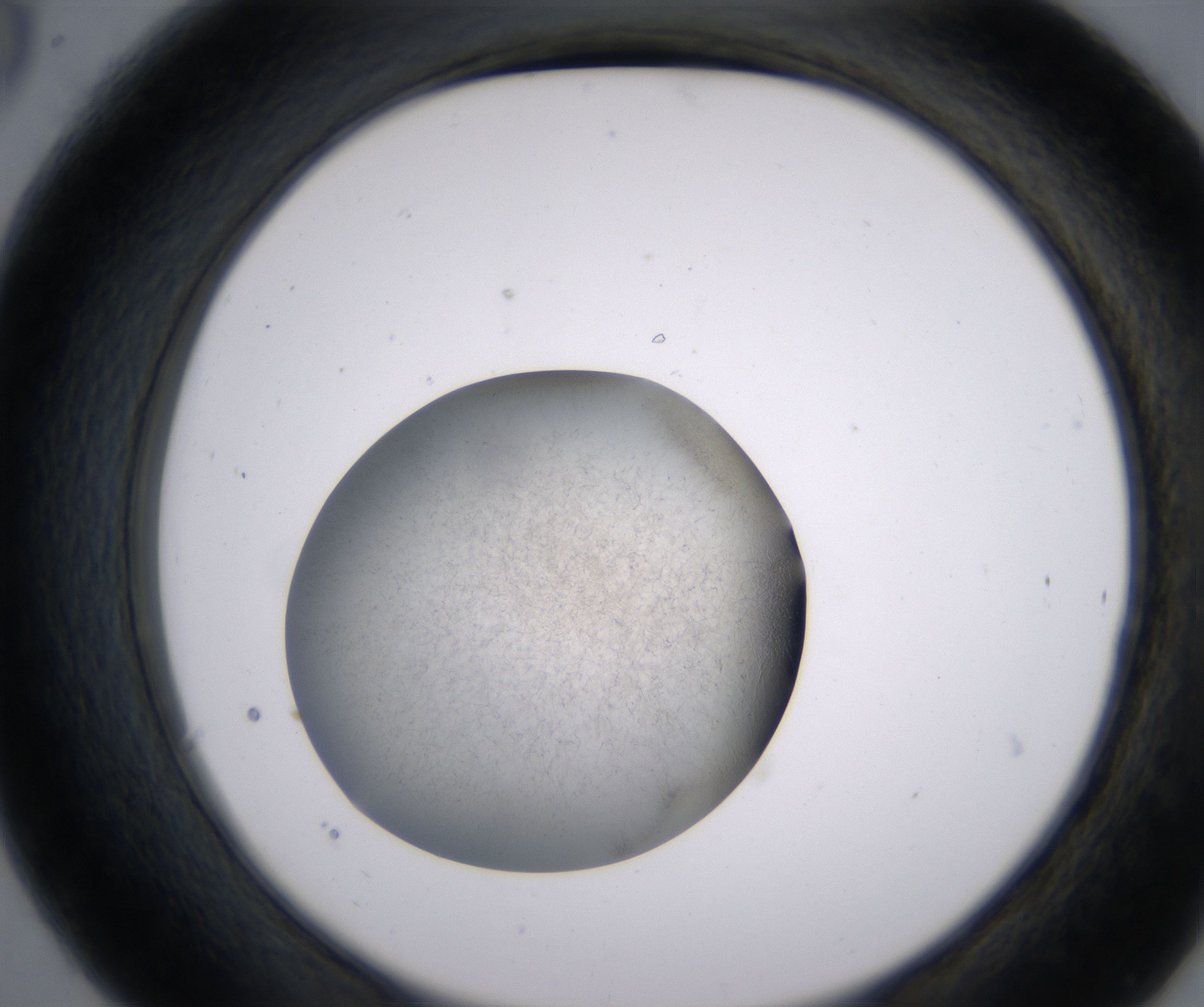 C6_HighResolution_Precipitate_2.jpg