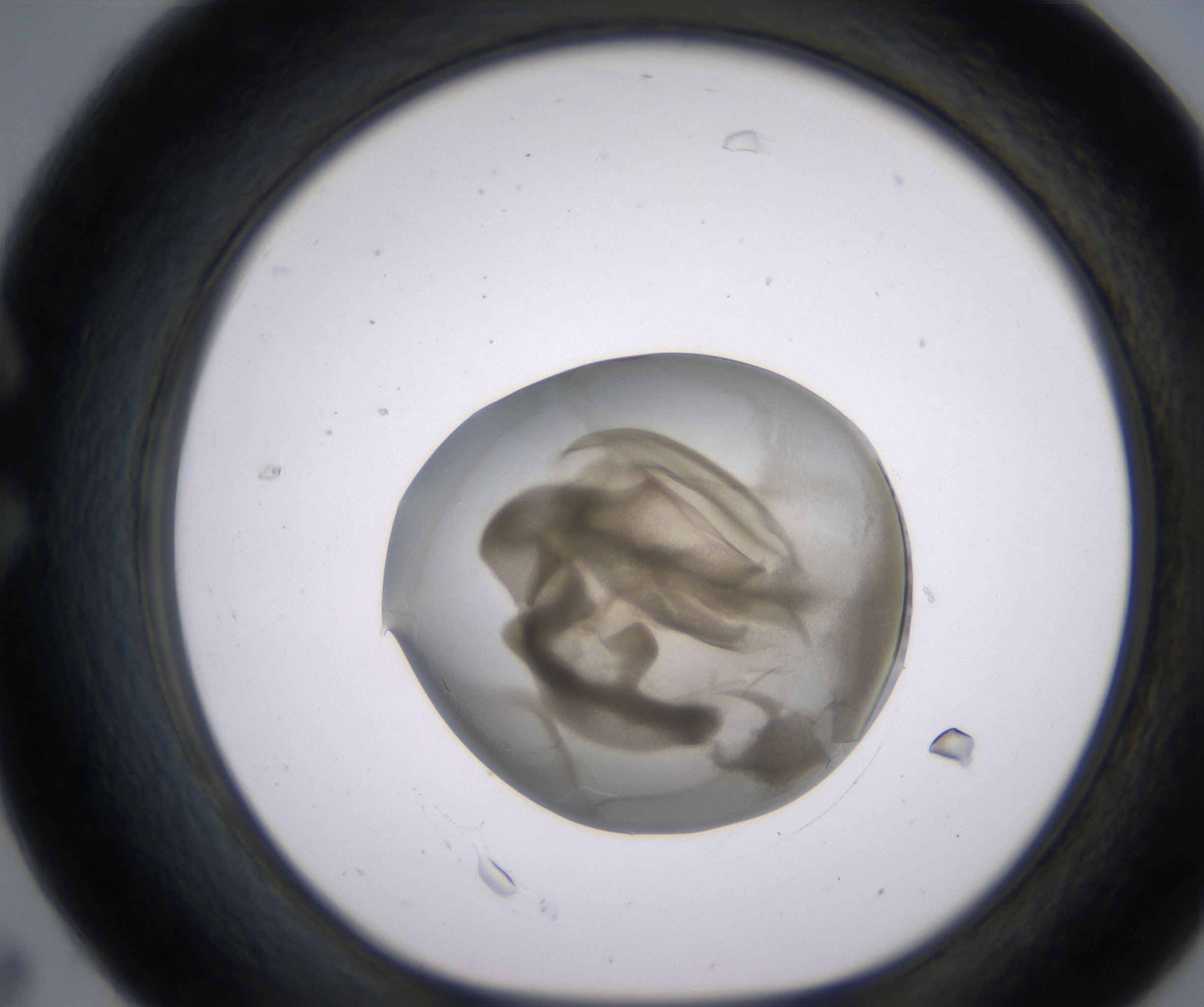 C7_HighResolution_Precipitate_1.jpg