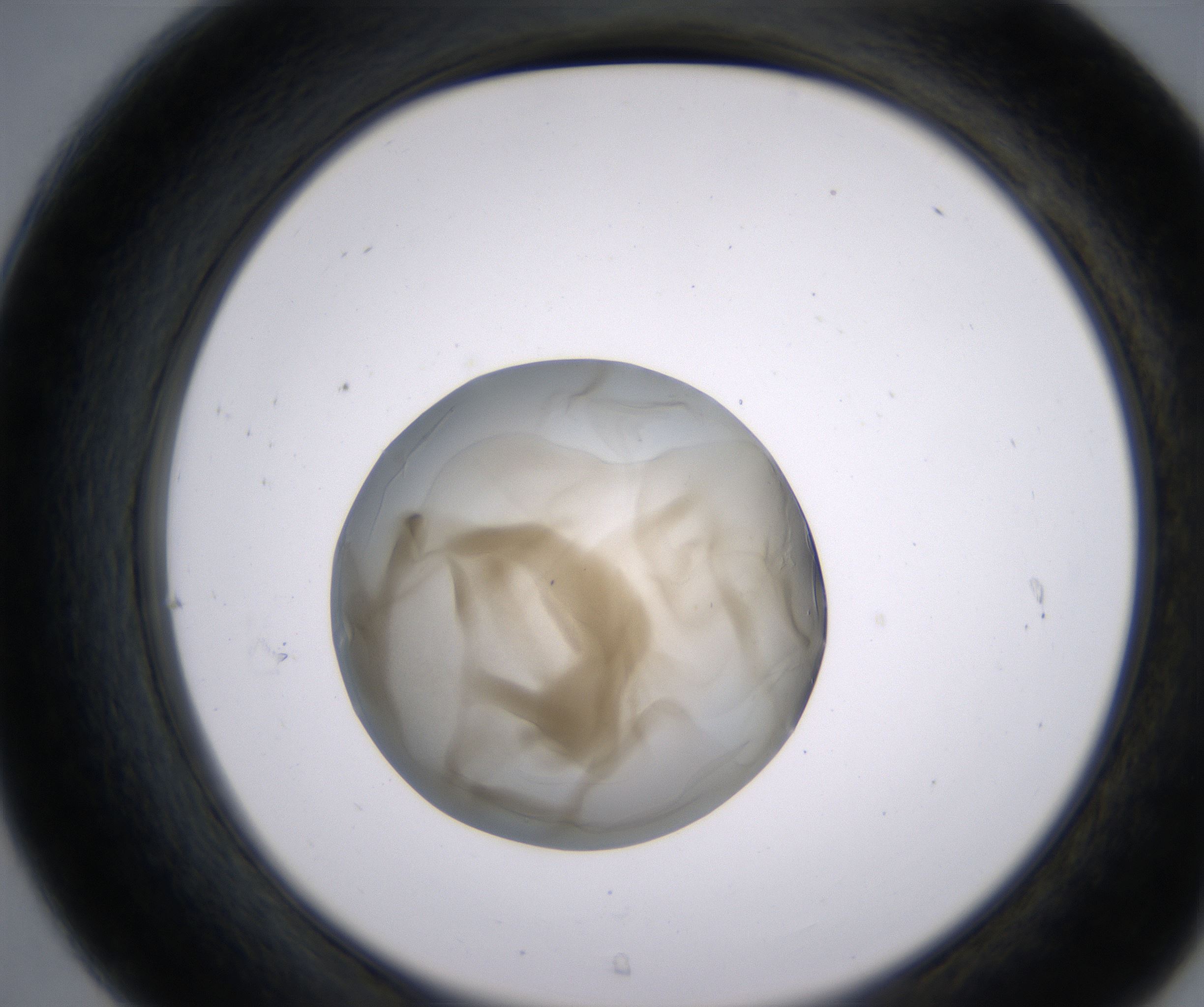 C7_HighResolution_Precipitate_2.jpg