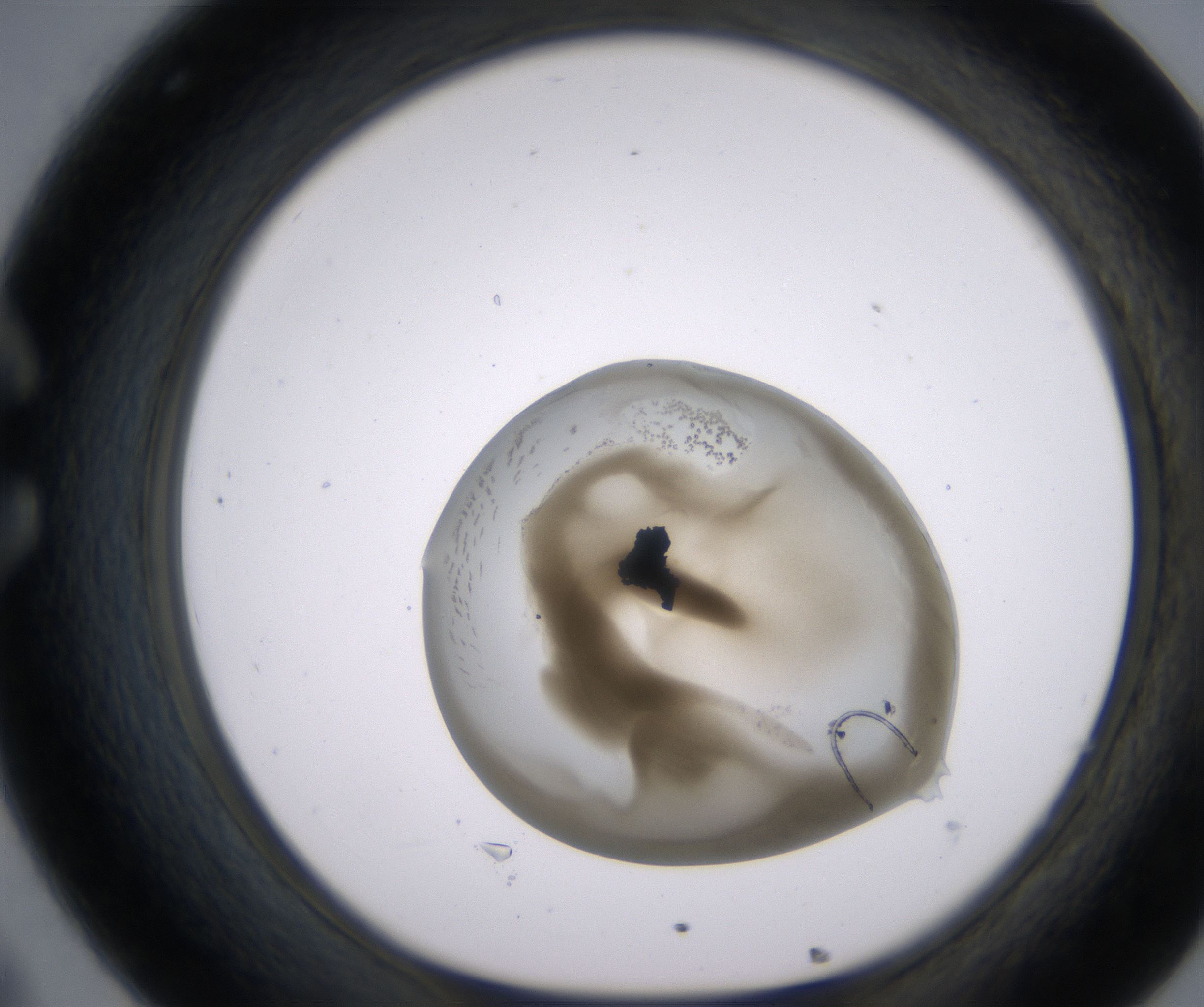 C8_HighResolution_Precipitate_1.jpg