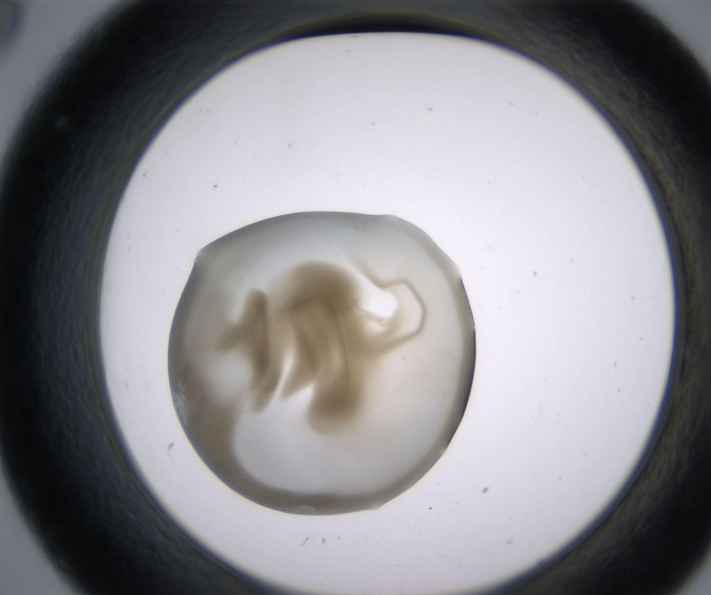 C8_HighResolution_Precipitate_2.jpg