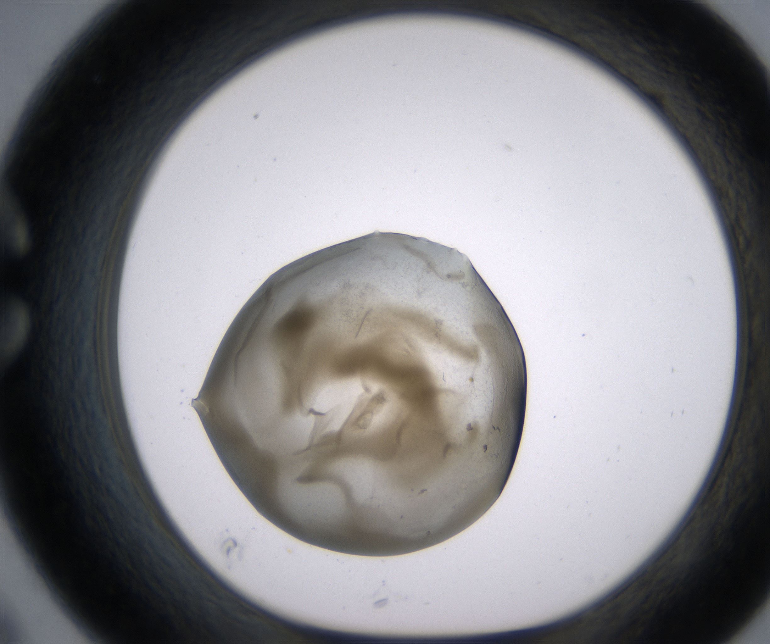 C9_HighResolution_Precipitate_1.jpg