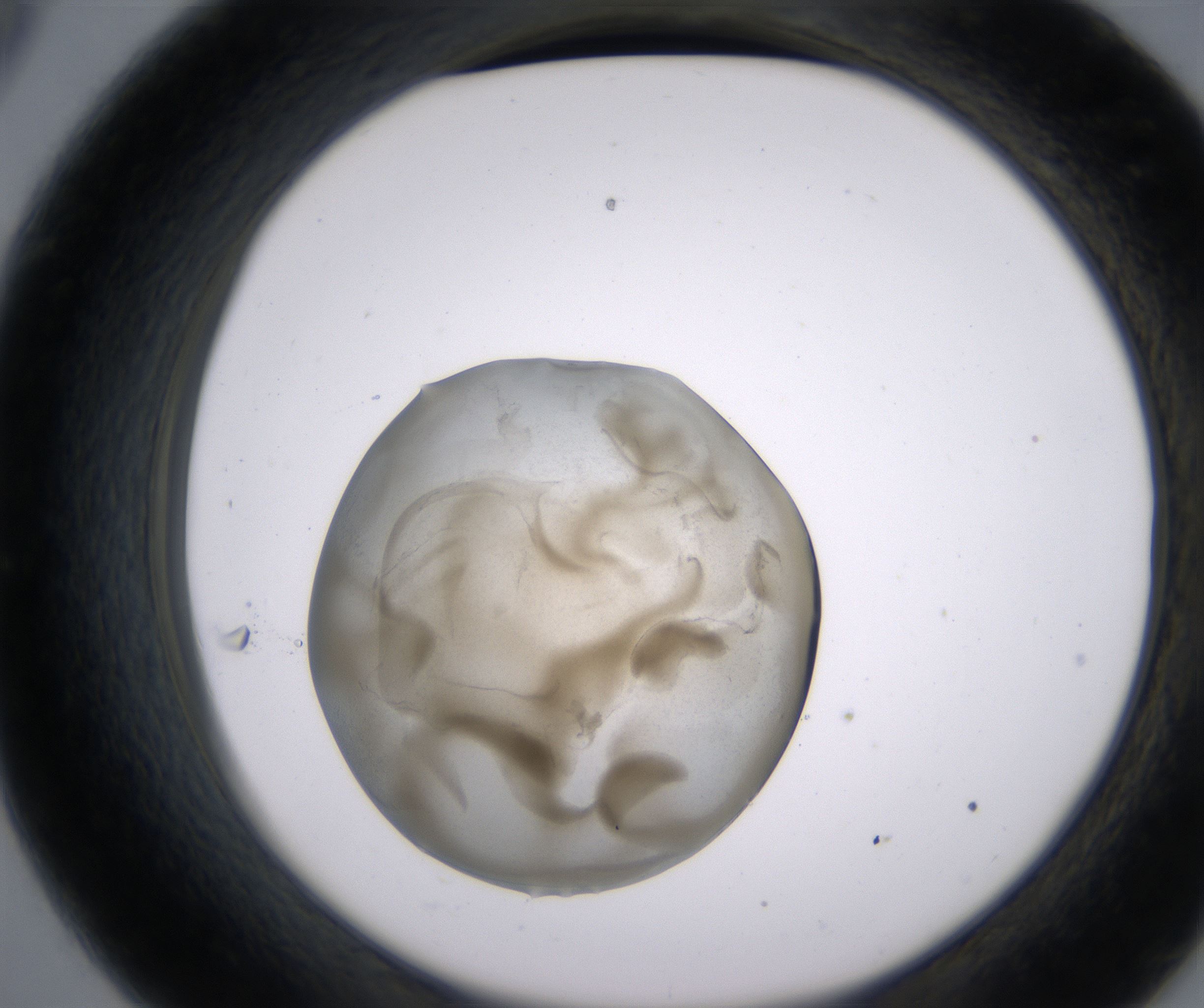 C9_HighResolution_Precipitate_2.jpg