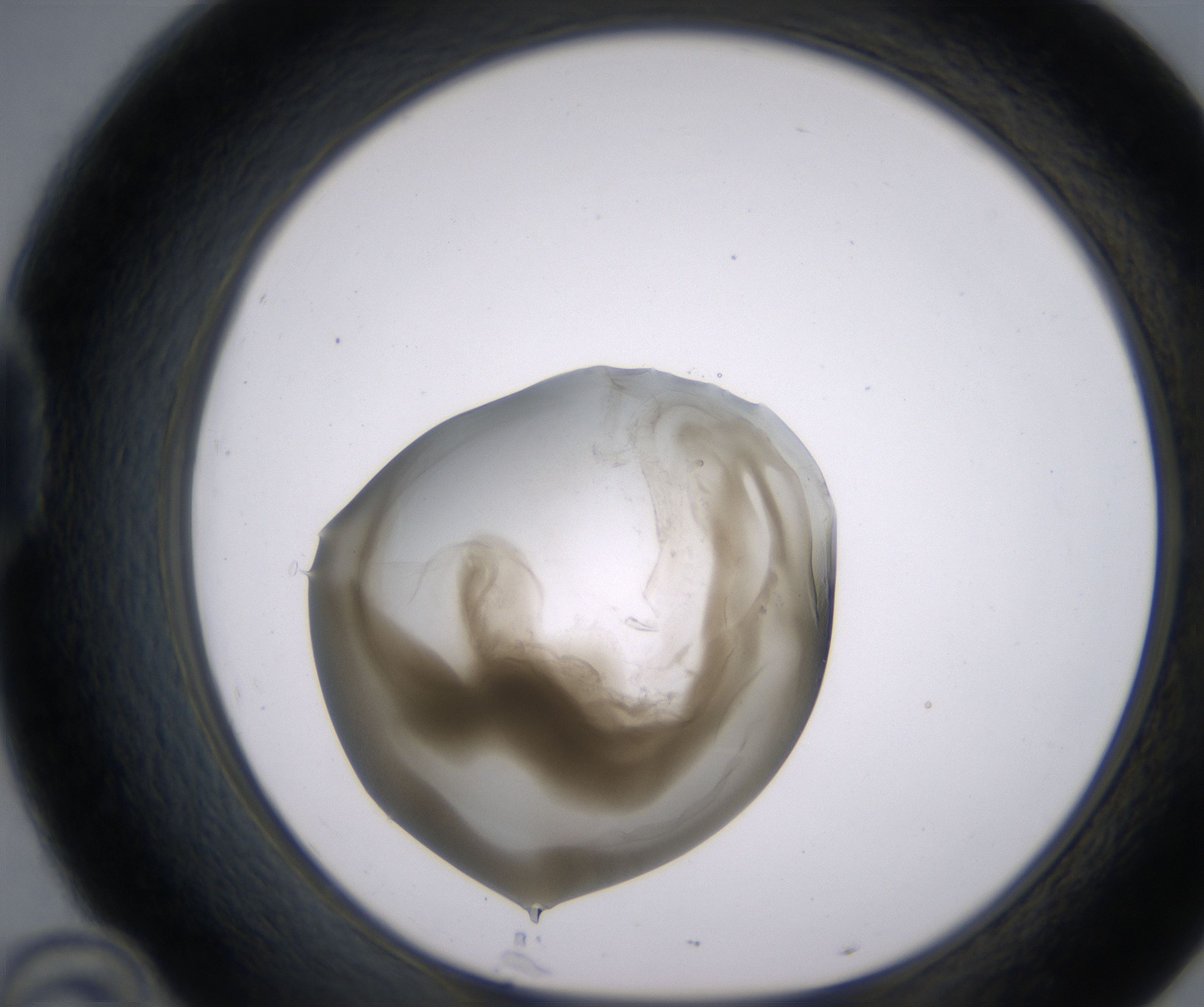 D10_HighResolution_Precipitate_1.jpg