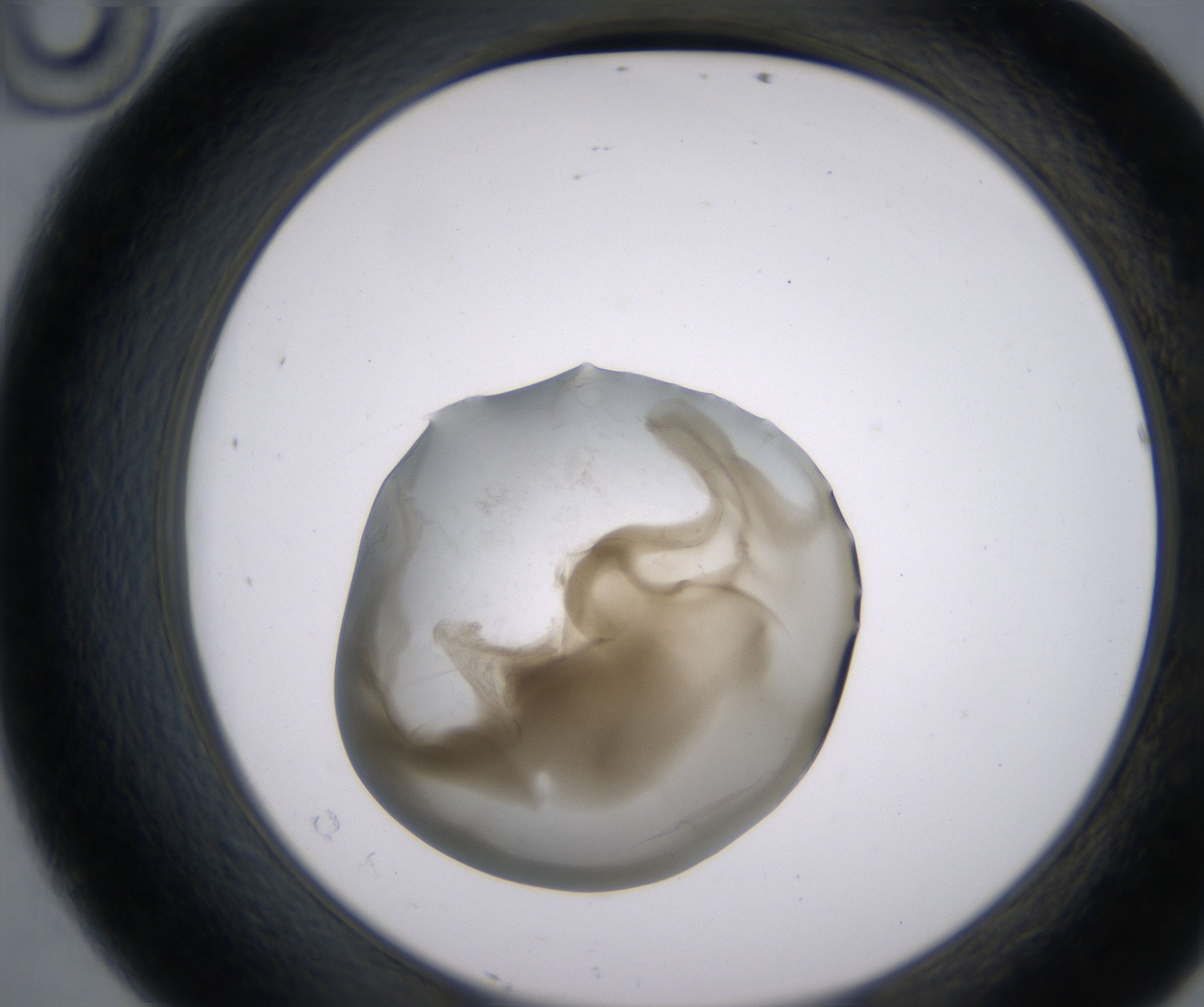 D10_HighResolution_Precipitate_2.jpg