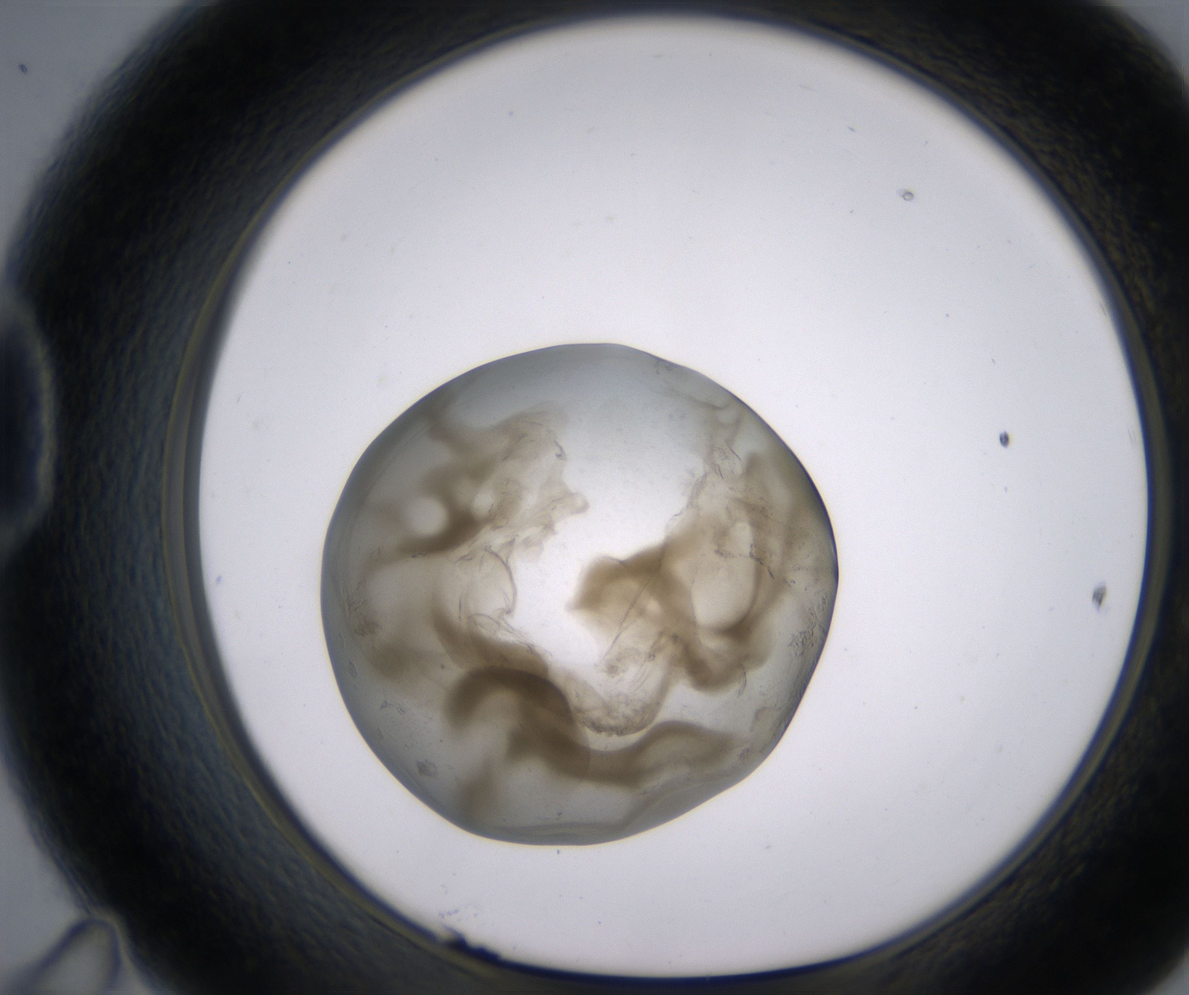 D11_HighResolution_Precipitate_1.jpg