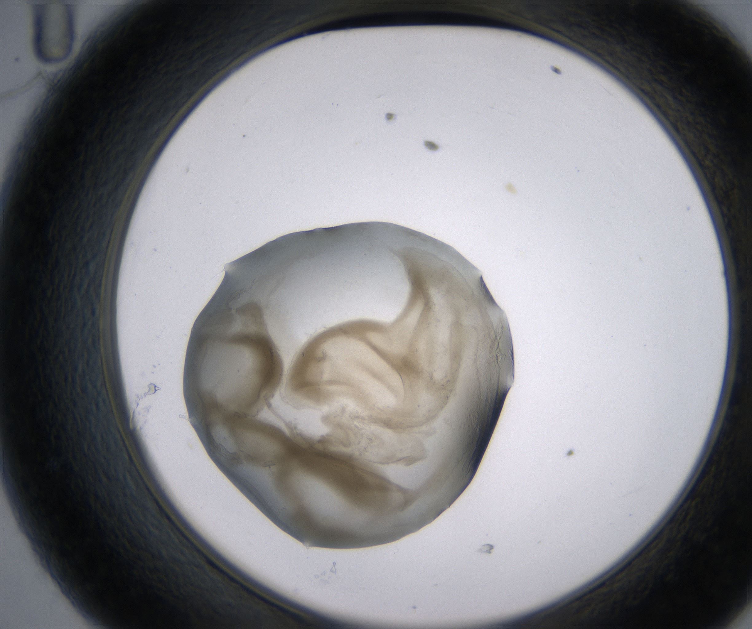 D11_HighResolution_Precipitate_2.jpg