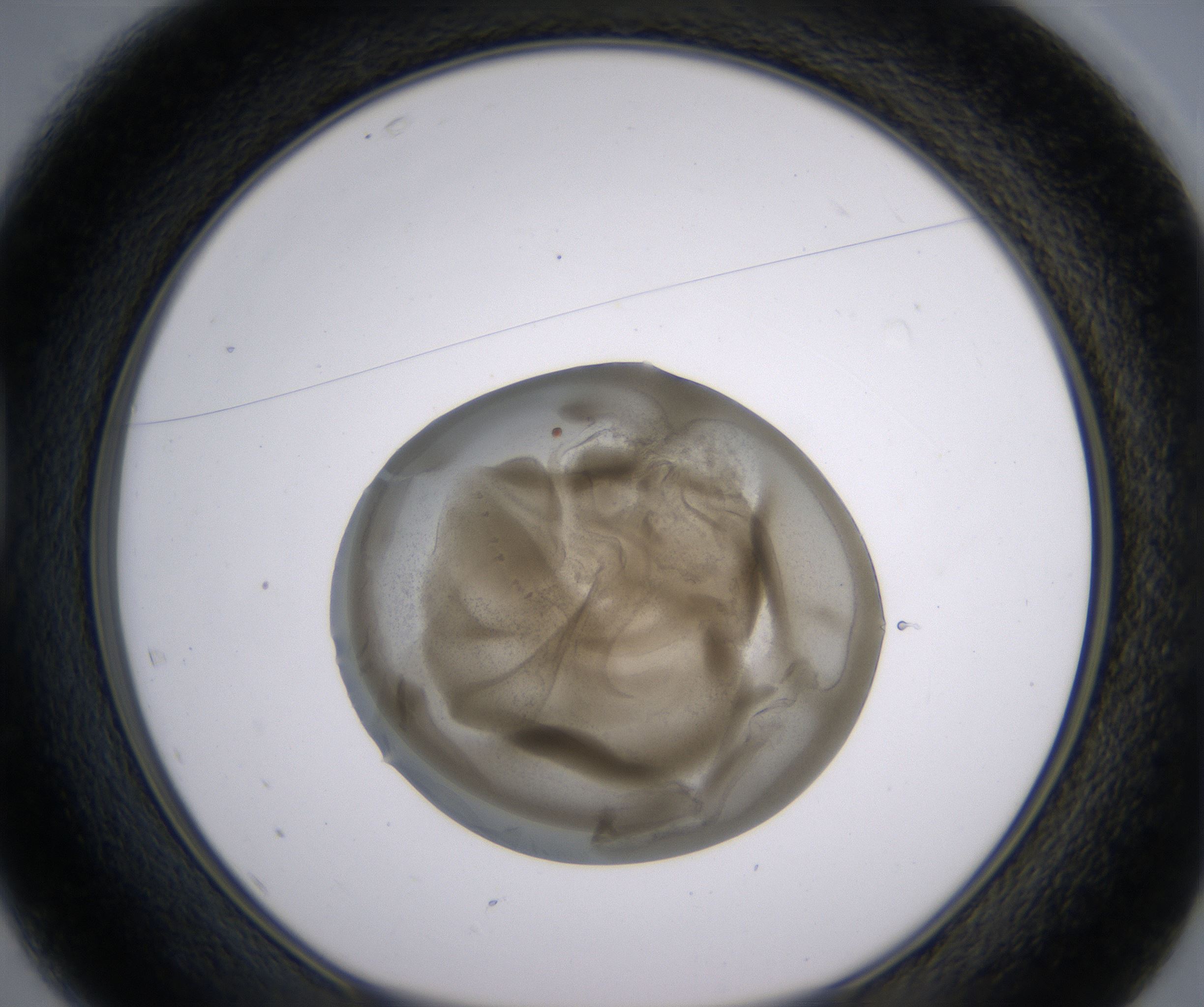 D1_HighResolution_Precipitate_1.jpg