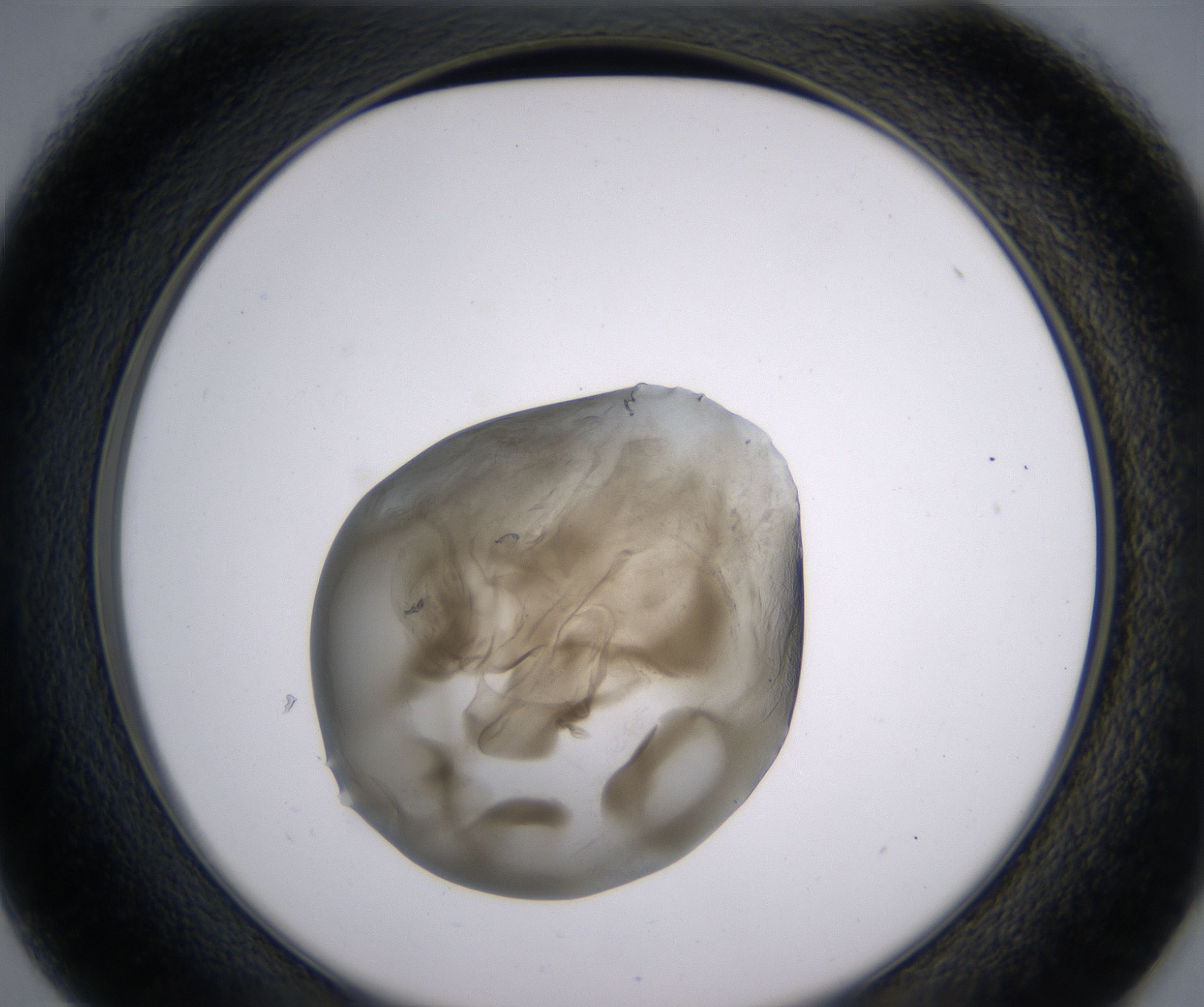 D1_HighResolution_Precipitate_2.jpg
