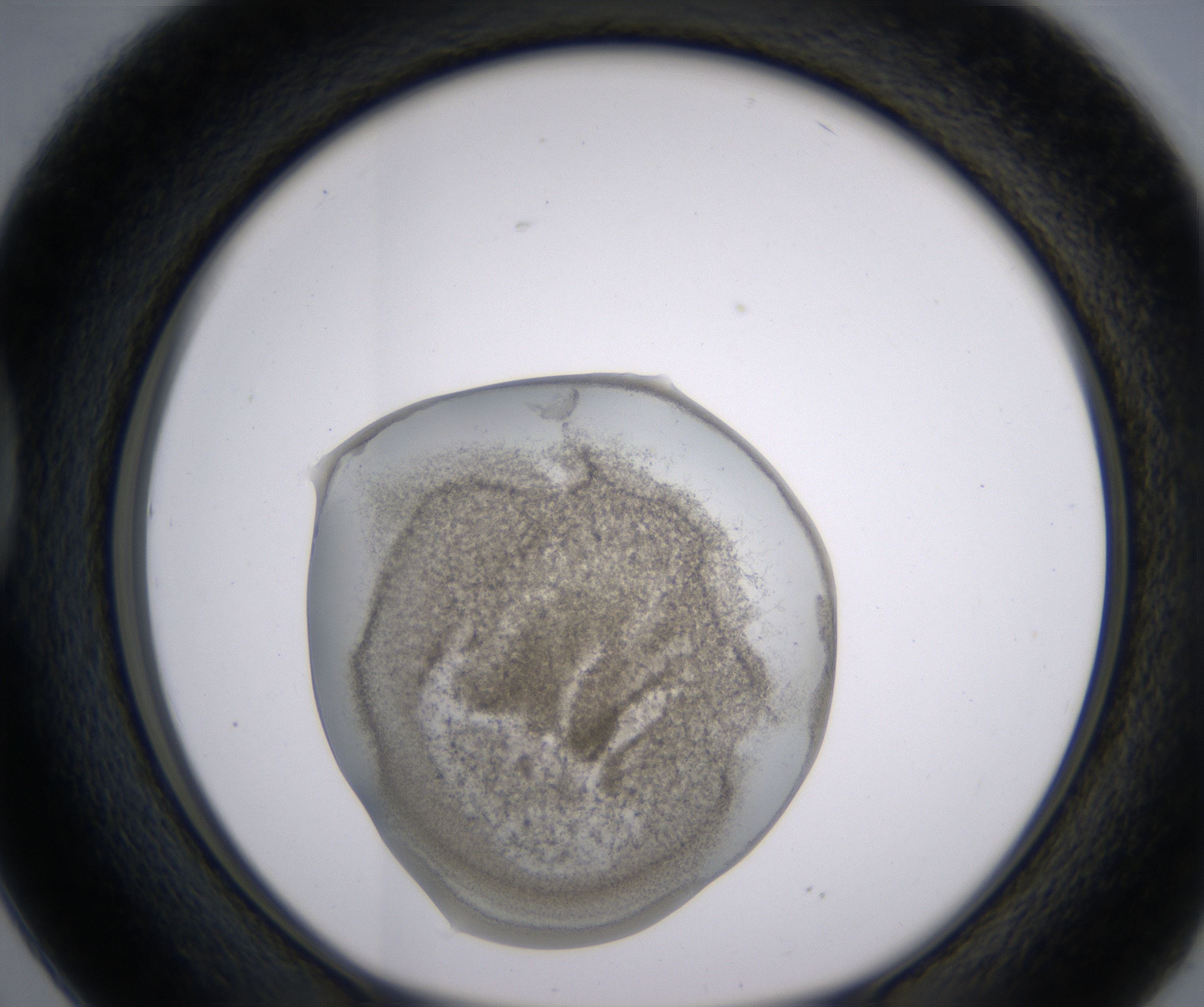 D2_HighResolution_Precipitate_1.jpg