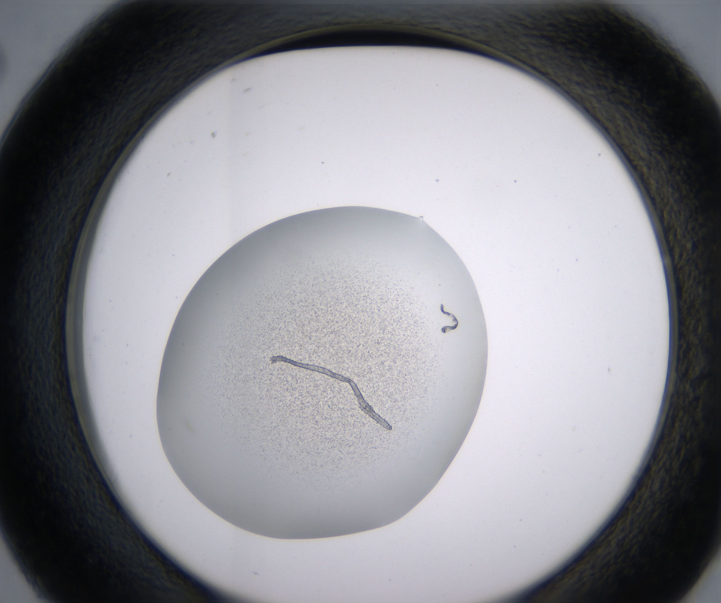 D2_HighResolution_Precipitate_2.jpg