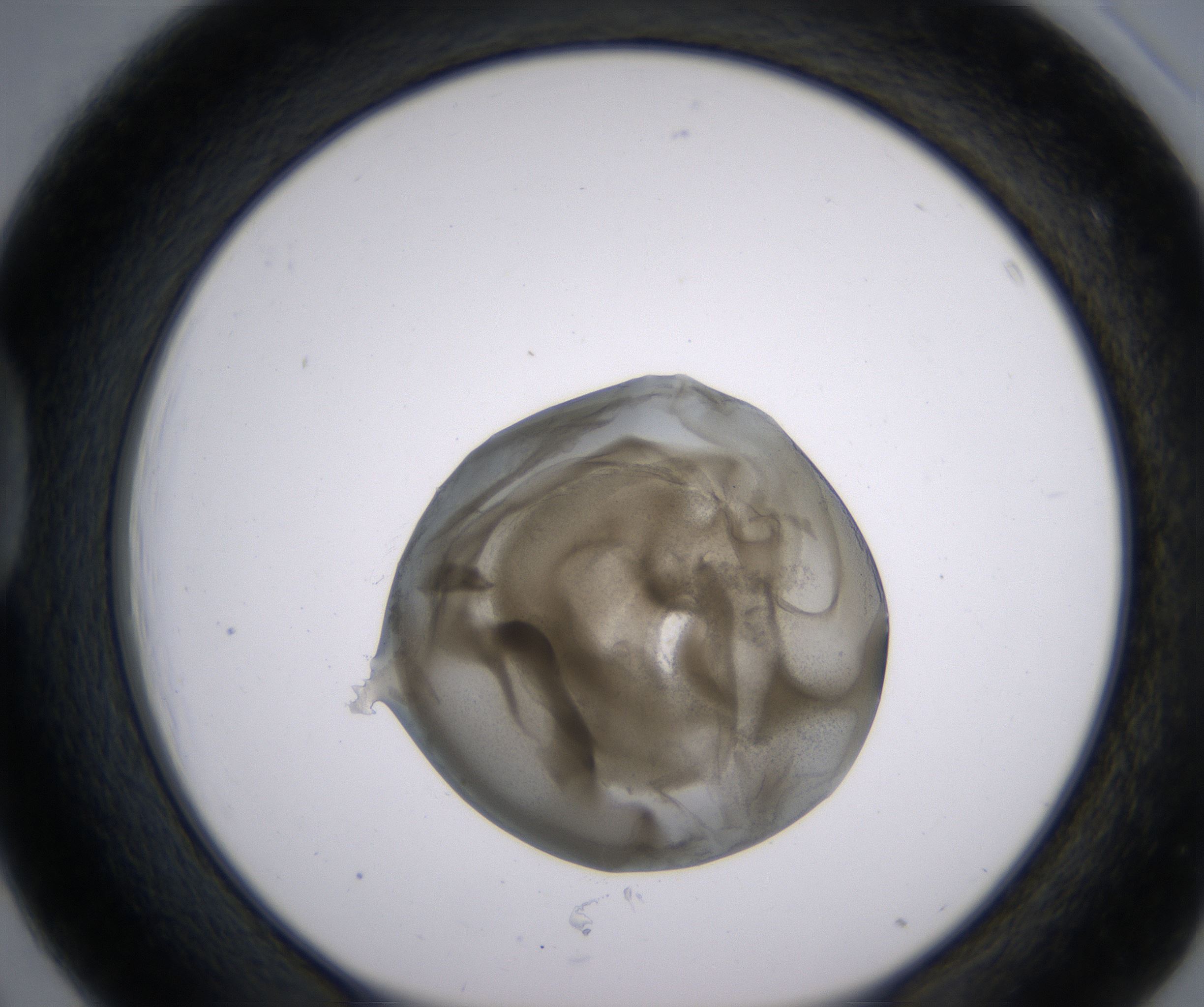 D3_HighResolution_Precipitate_1.jpg