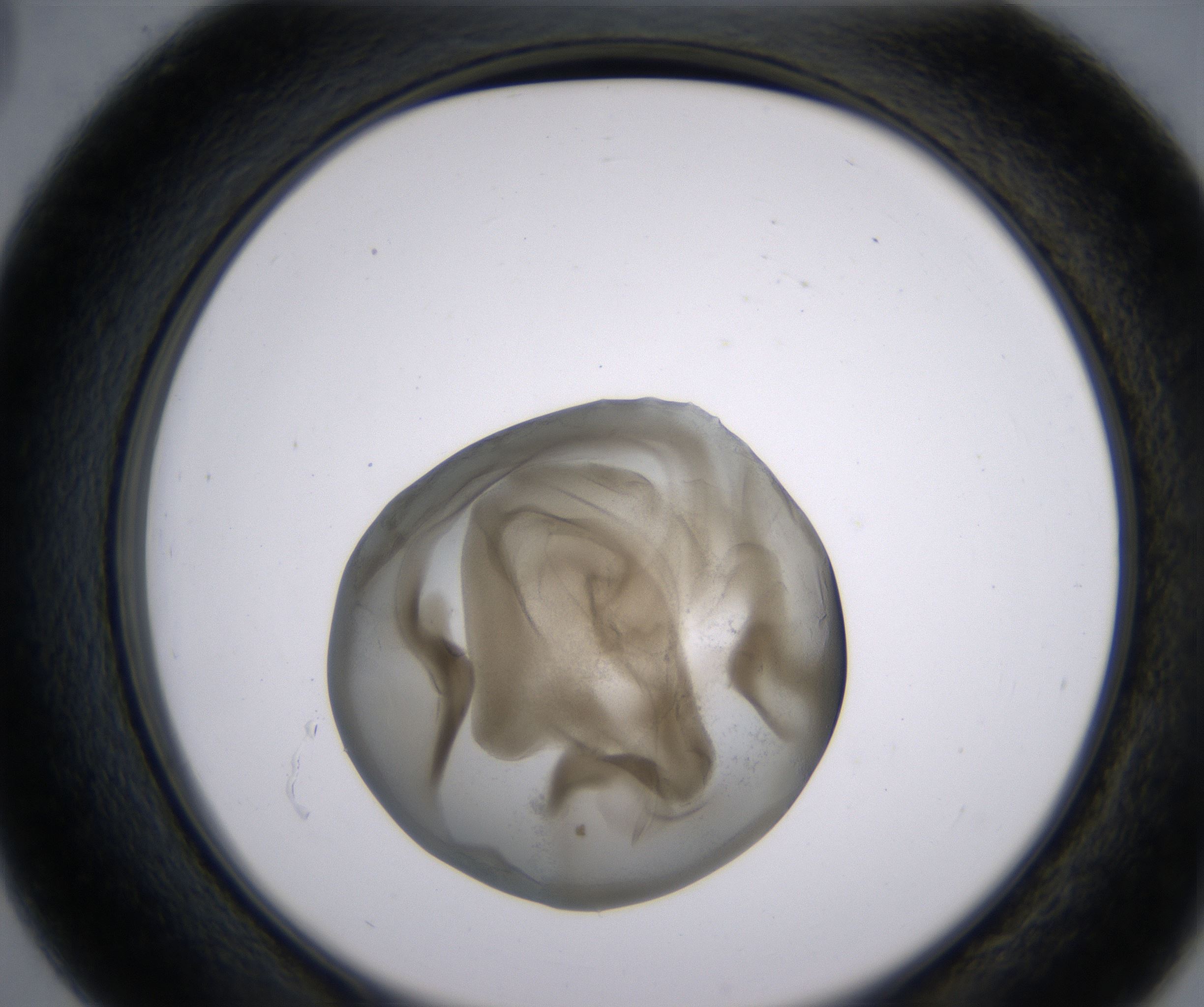 D3_HighResolution_Precipitate_2.jpg