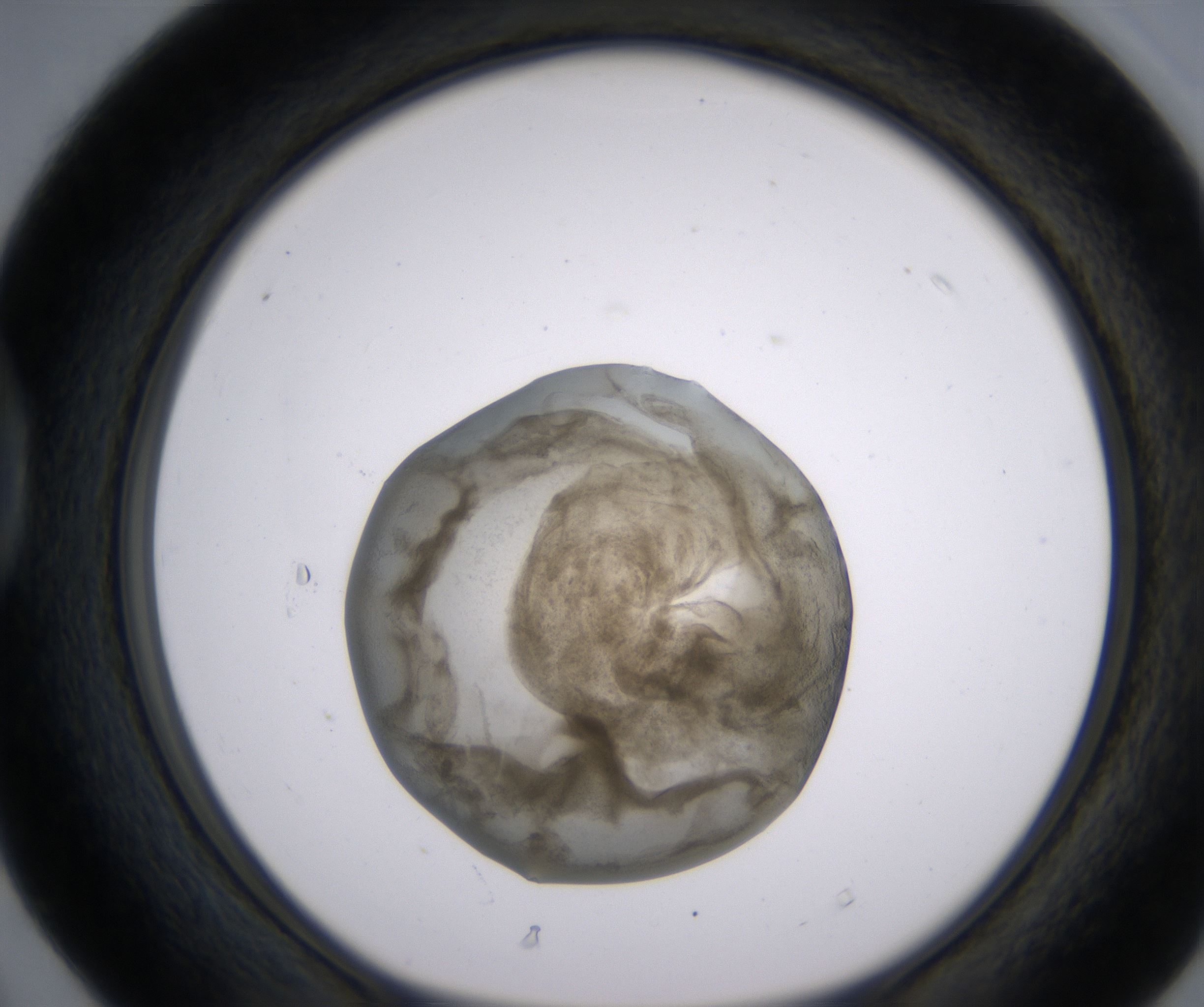 D4_HighResolution_Precipitate_1.jpg