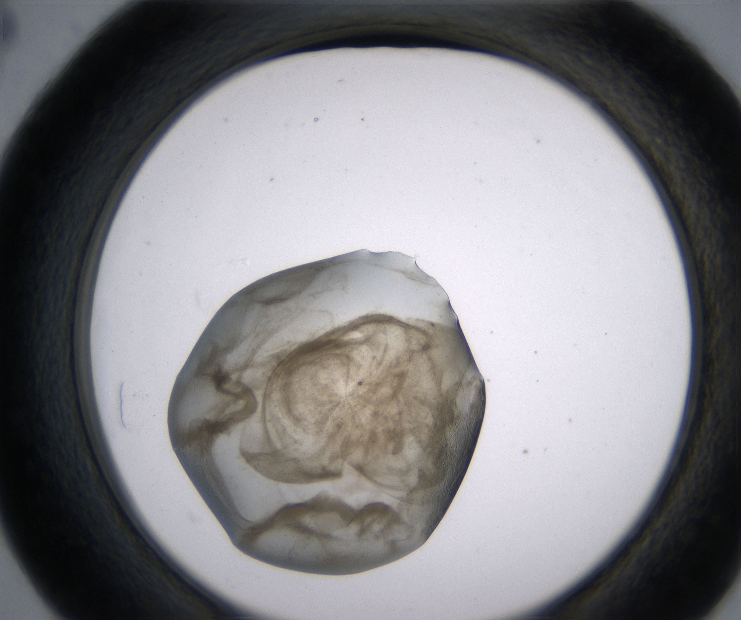 D4_HighResolution_Precipitate_2.jpg