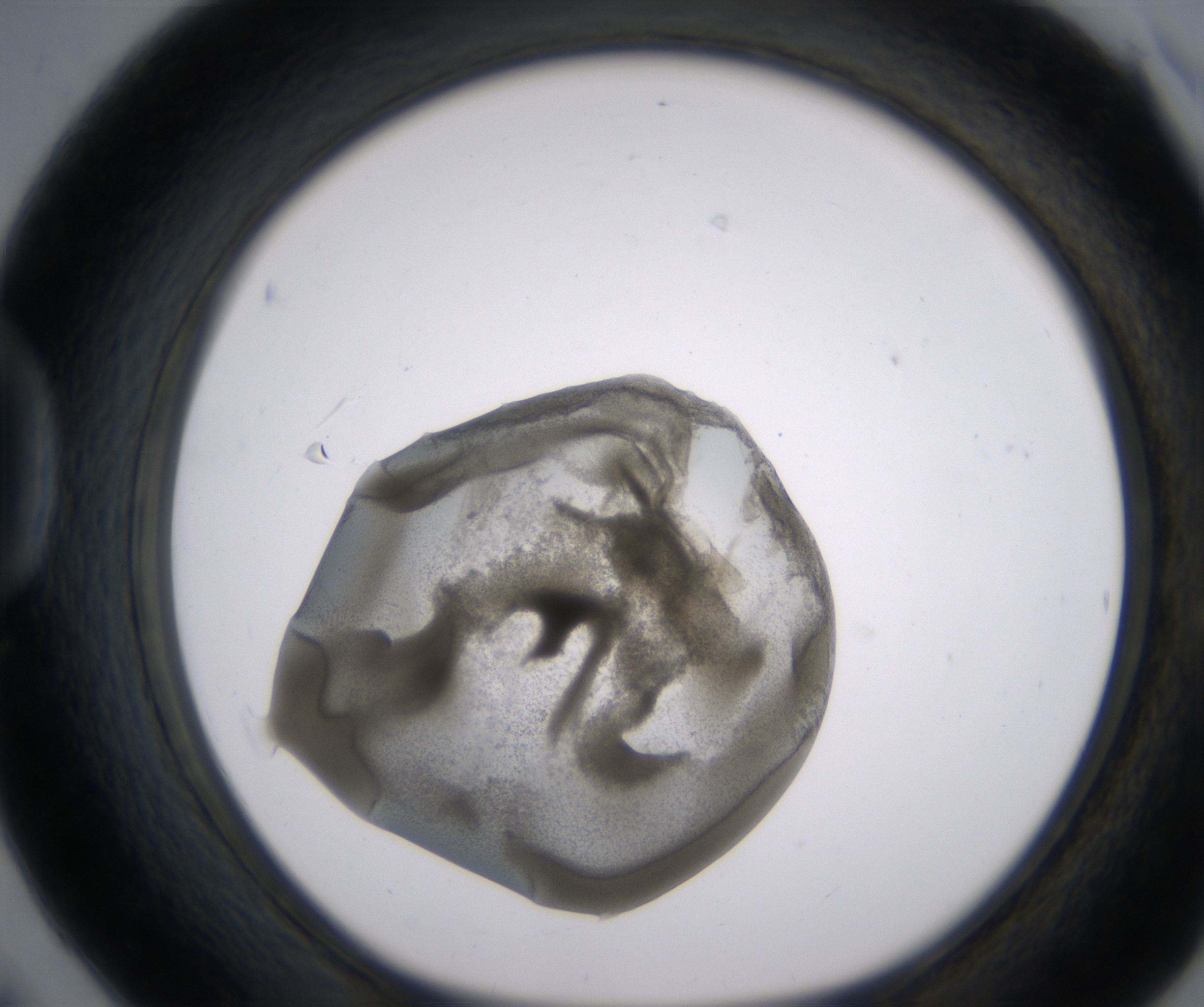 D6_HighResolution_Precipitate_1.jpg