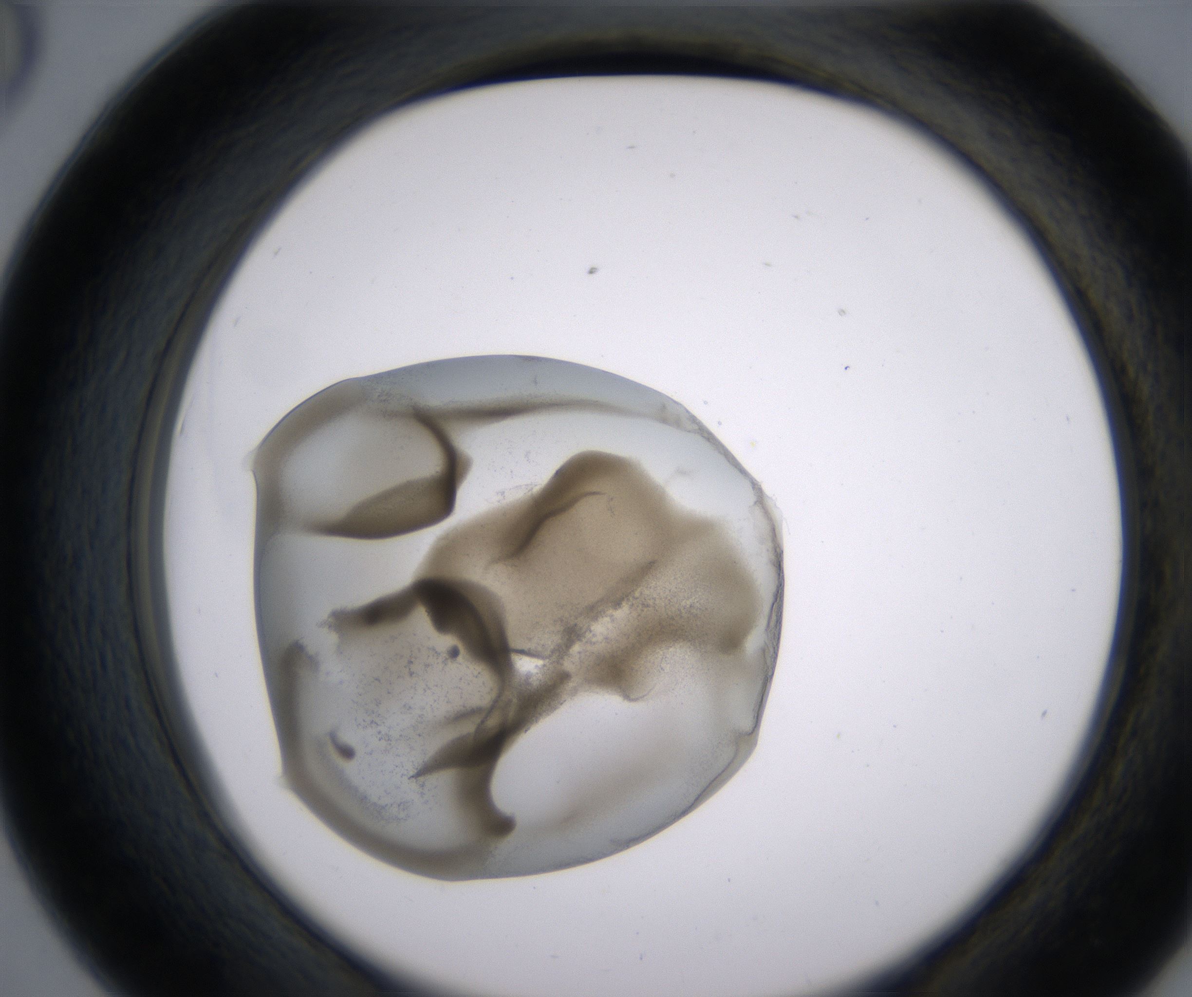 D6_HighResolution_Precipitate_2.jpg
