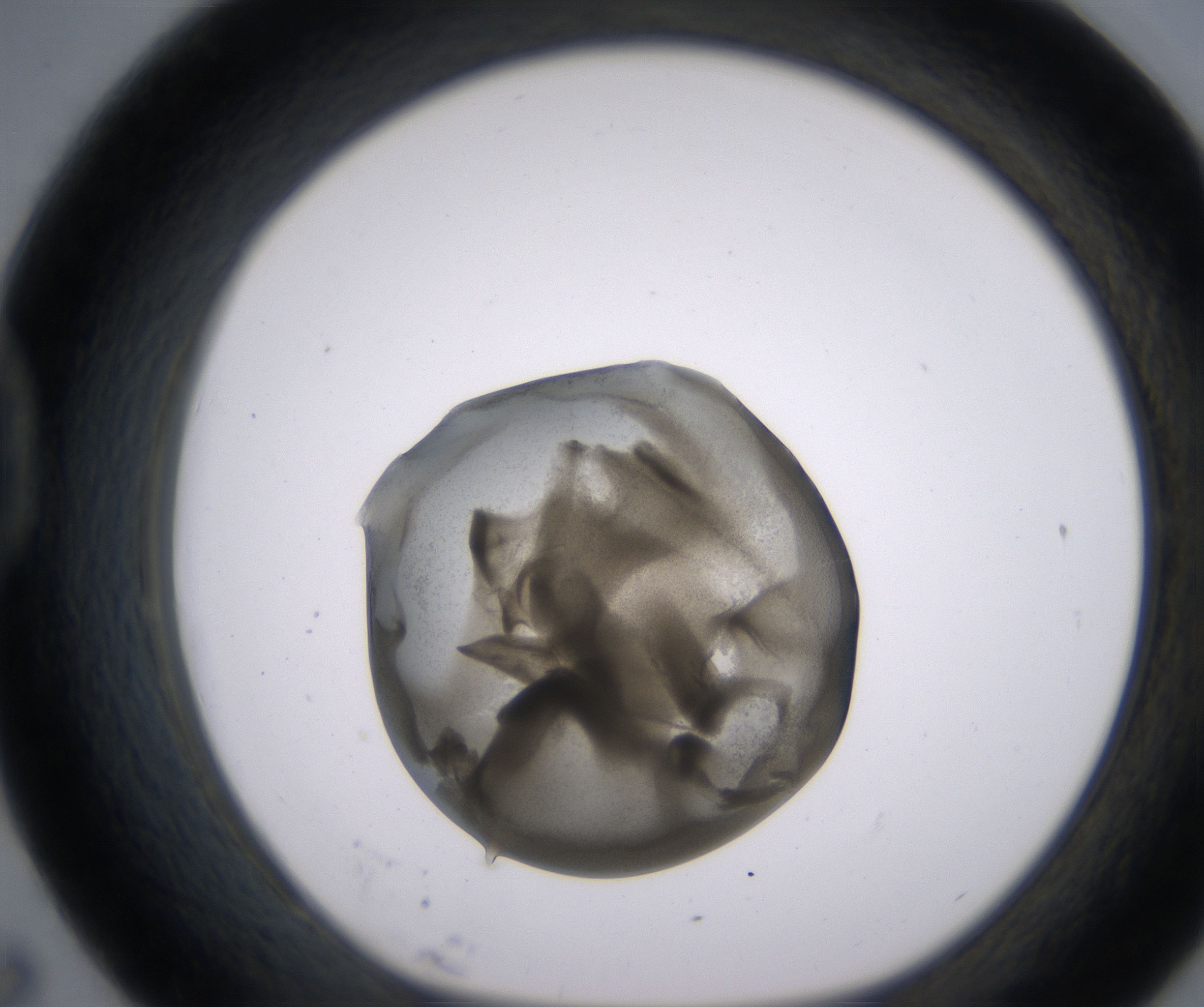 D7_HighResolution_Precipitate_1.jpg