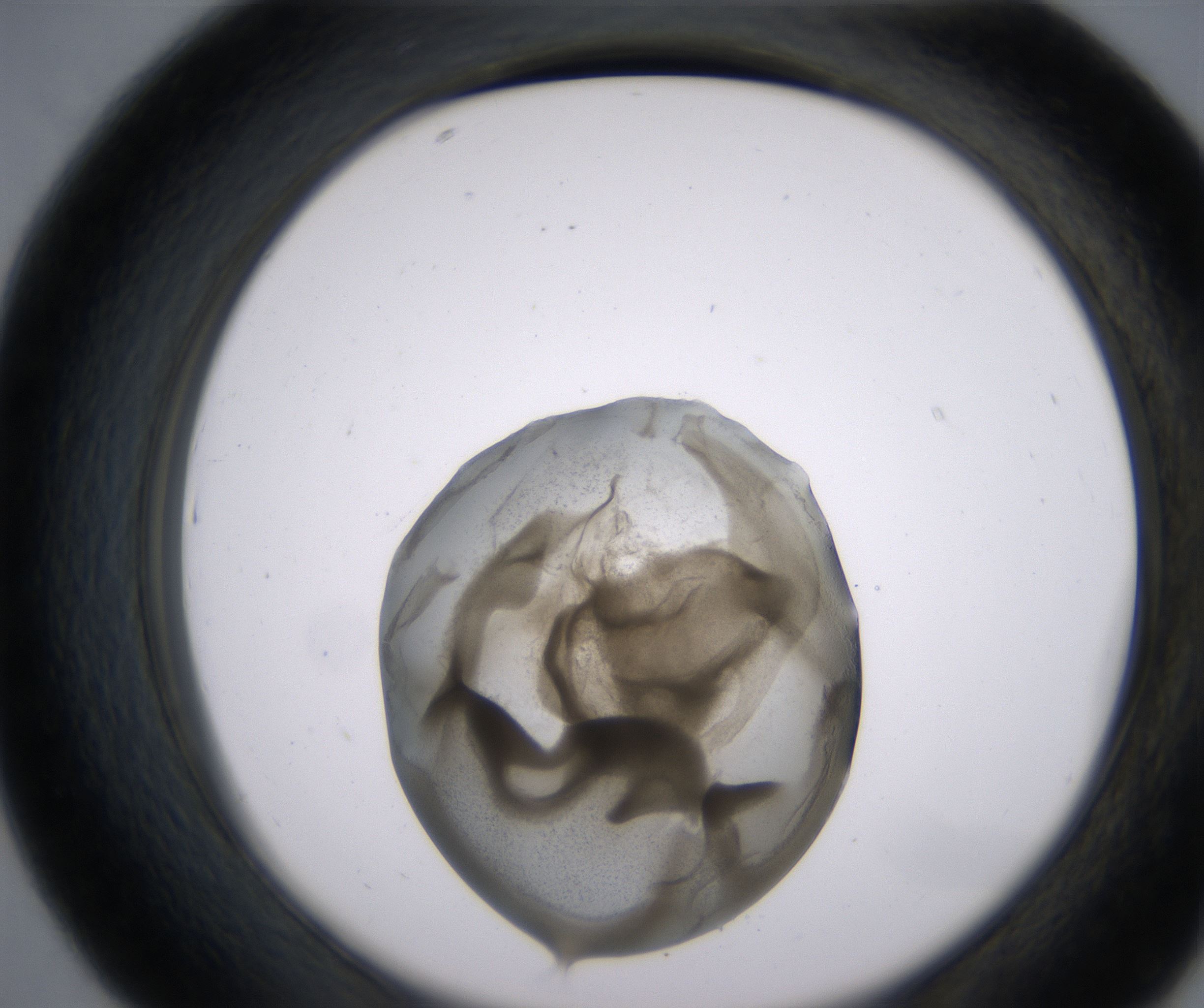D7_HighResolution_Precipitate_2.jpg