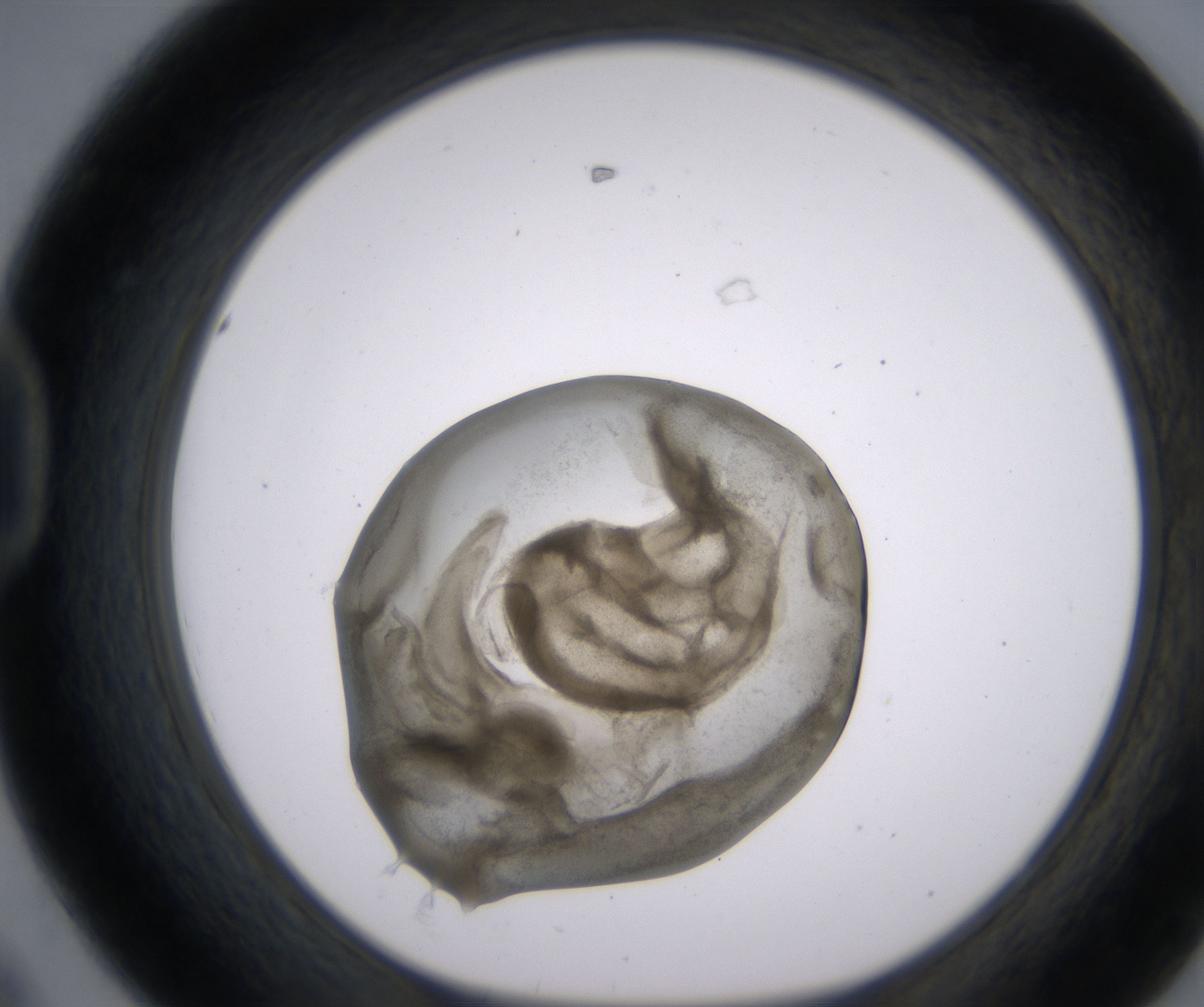 D8_HighResolution_Precipitate_1.jpg