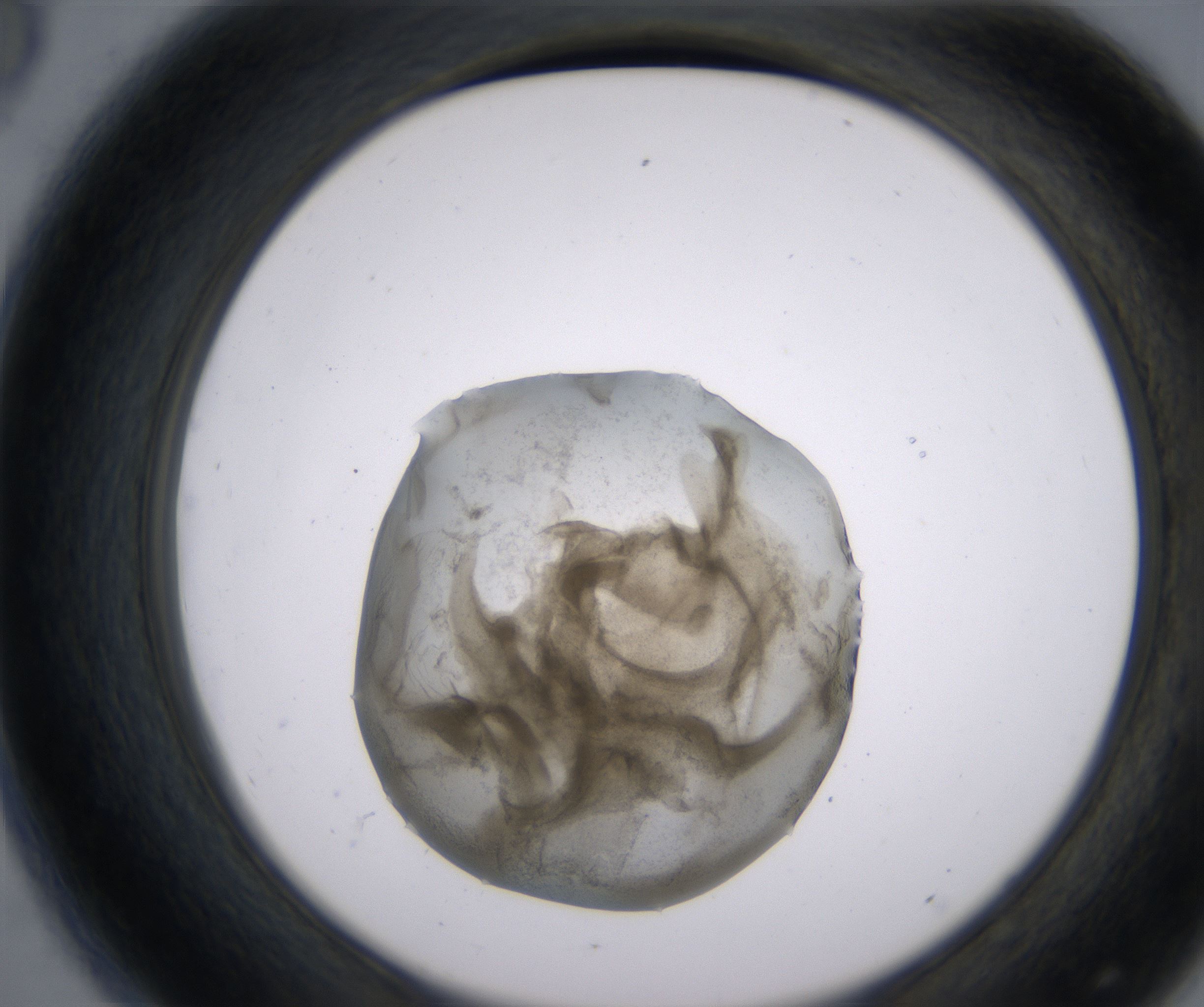 D8_HighResolution_Precipitate_2.jpg