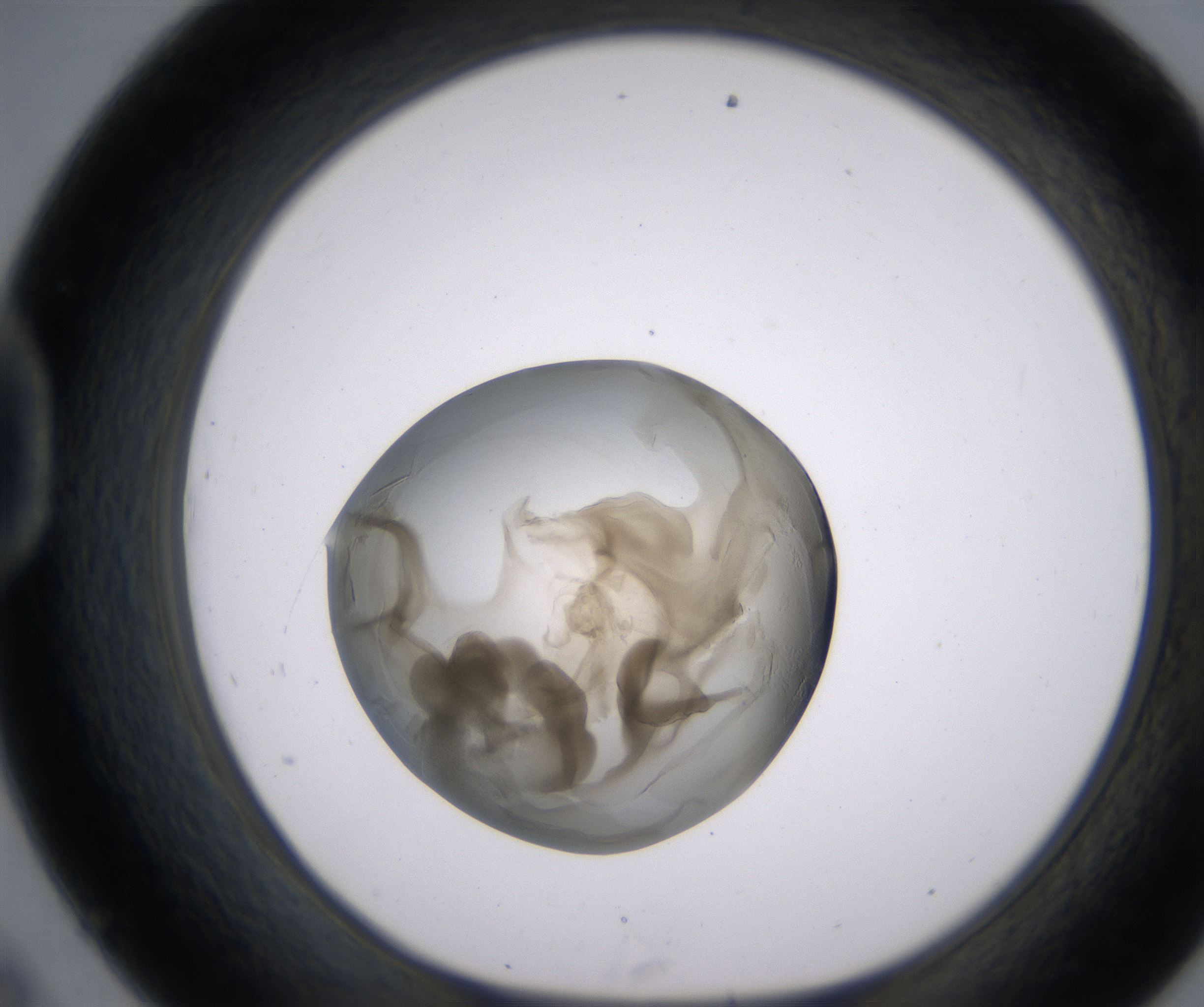 D9_HighResolution_Precipitate_1.jpg