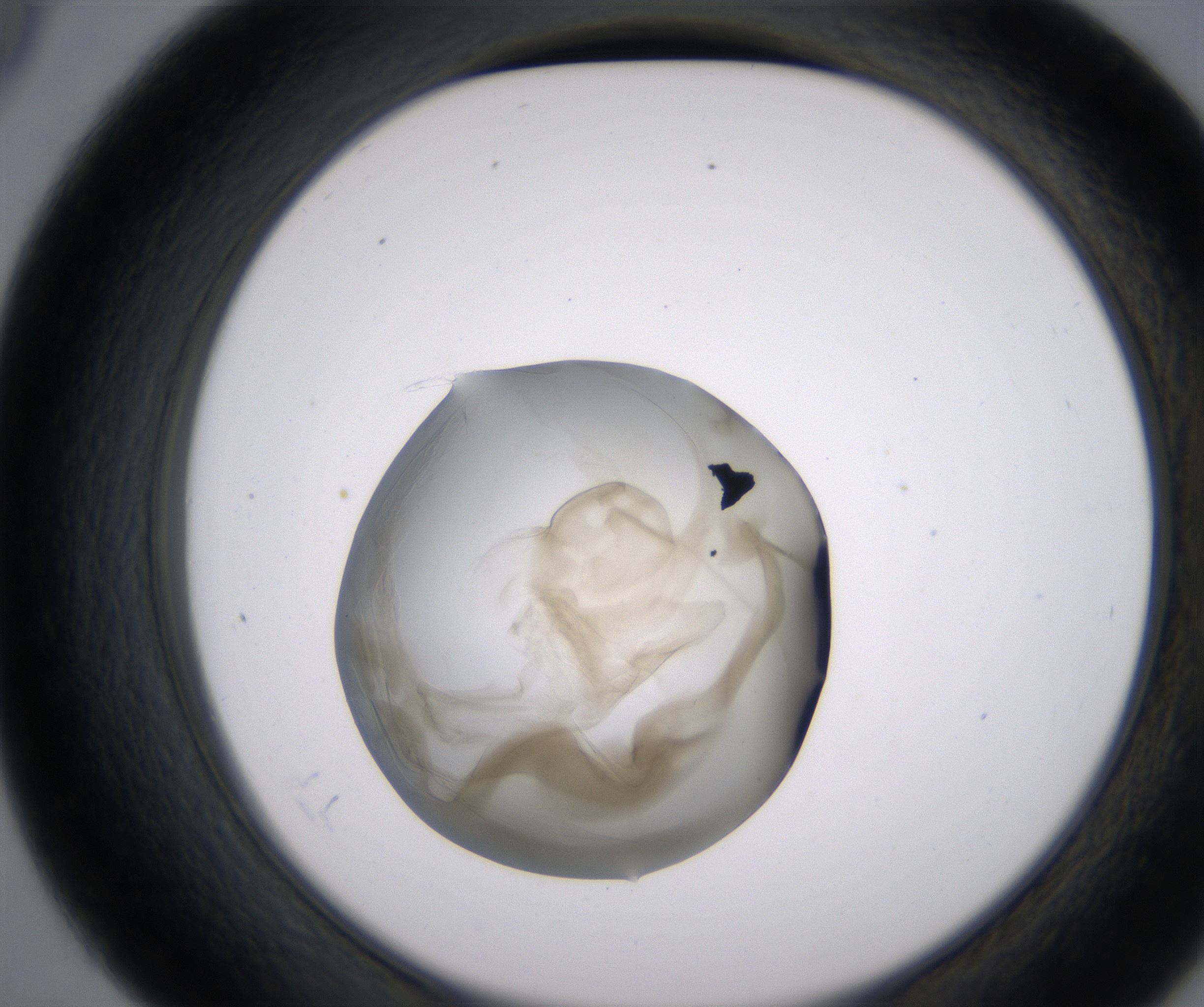 D9_HighResolution_Precipitate_2.jpg