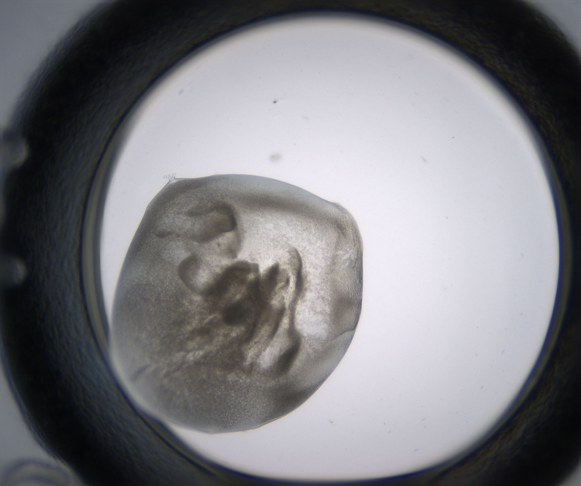 E10_HighResolution_Precipitate_1.jpg