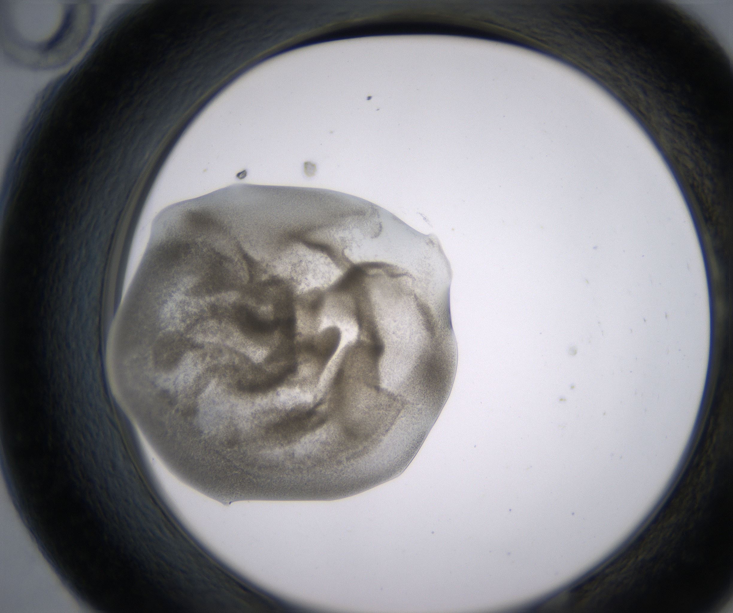 E10_HighResolution_Precipitate_2.jpg