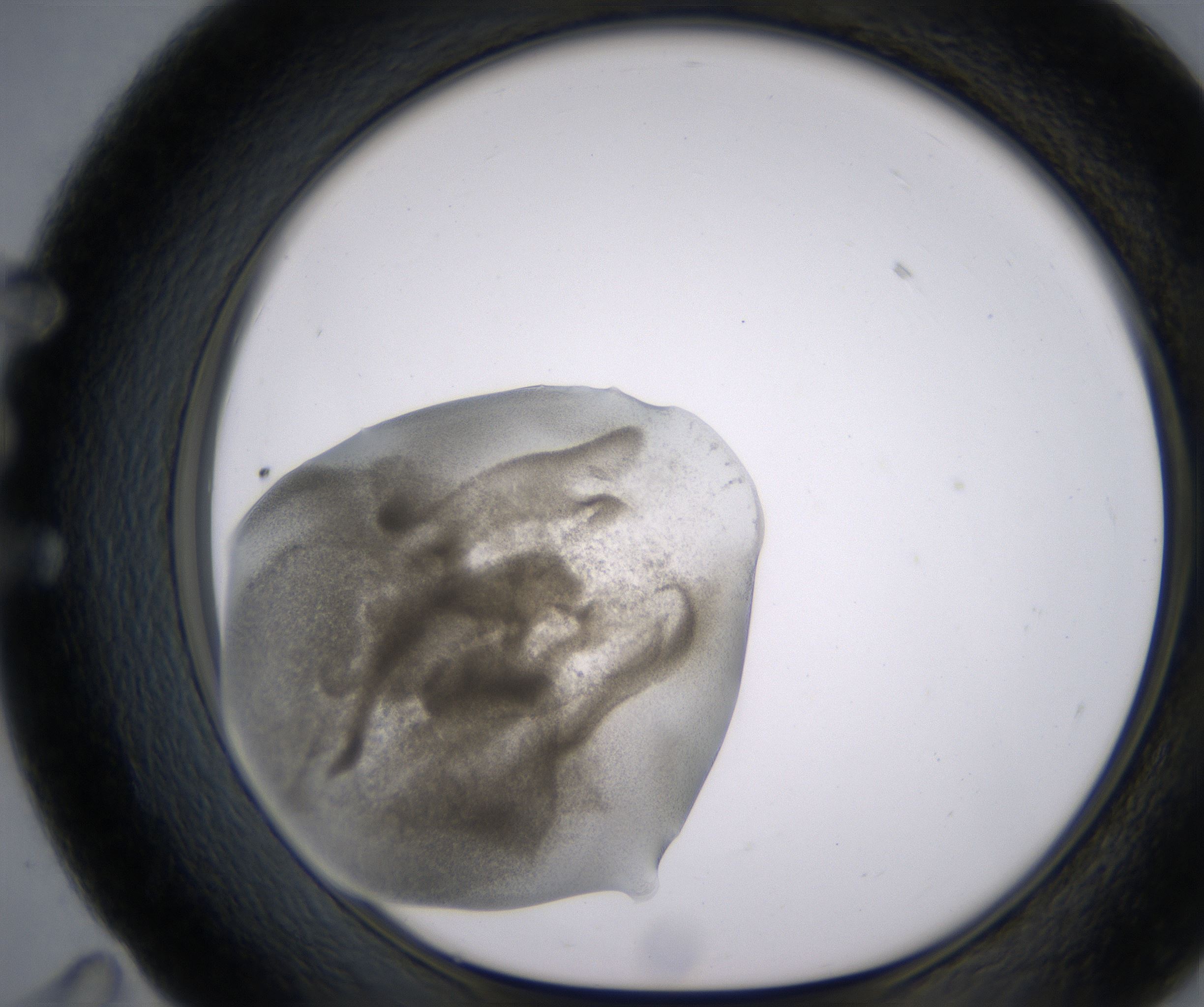 E11_HighResolution_Precipitate_1.jpg